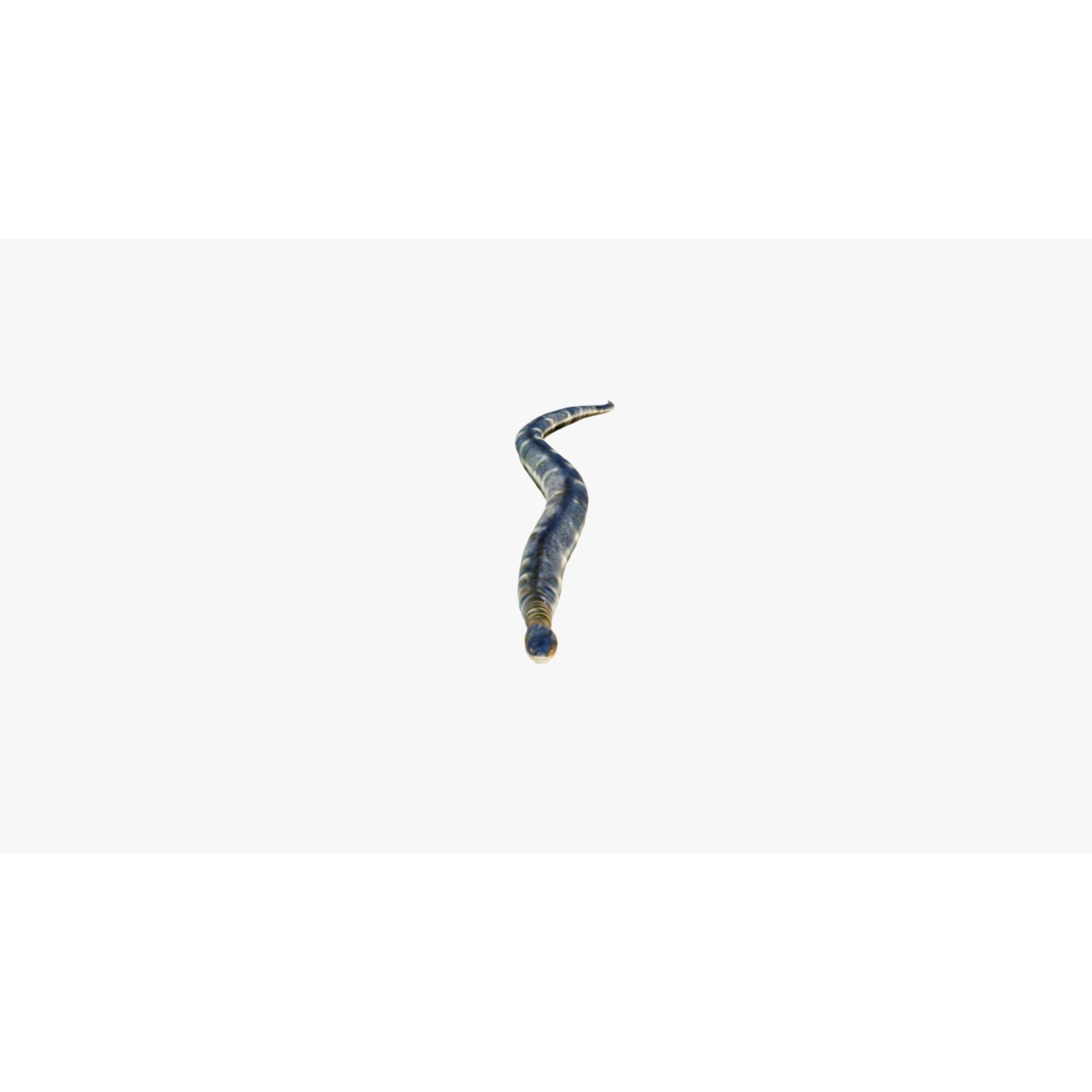 Anaconda Free 3D model 3