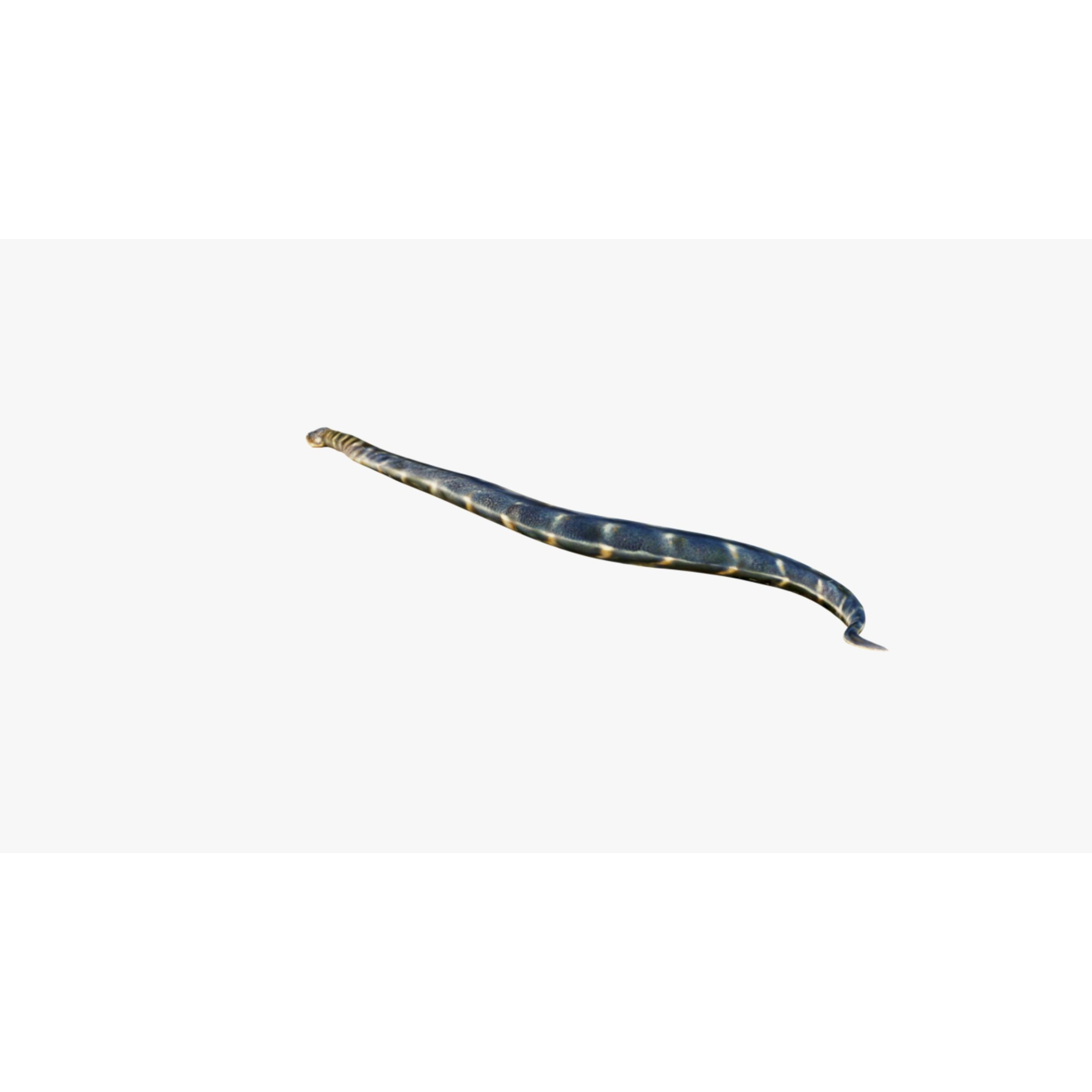 Anaconda Free 3D model 4