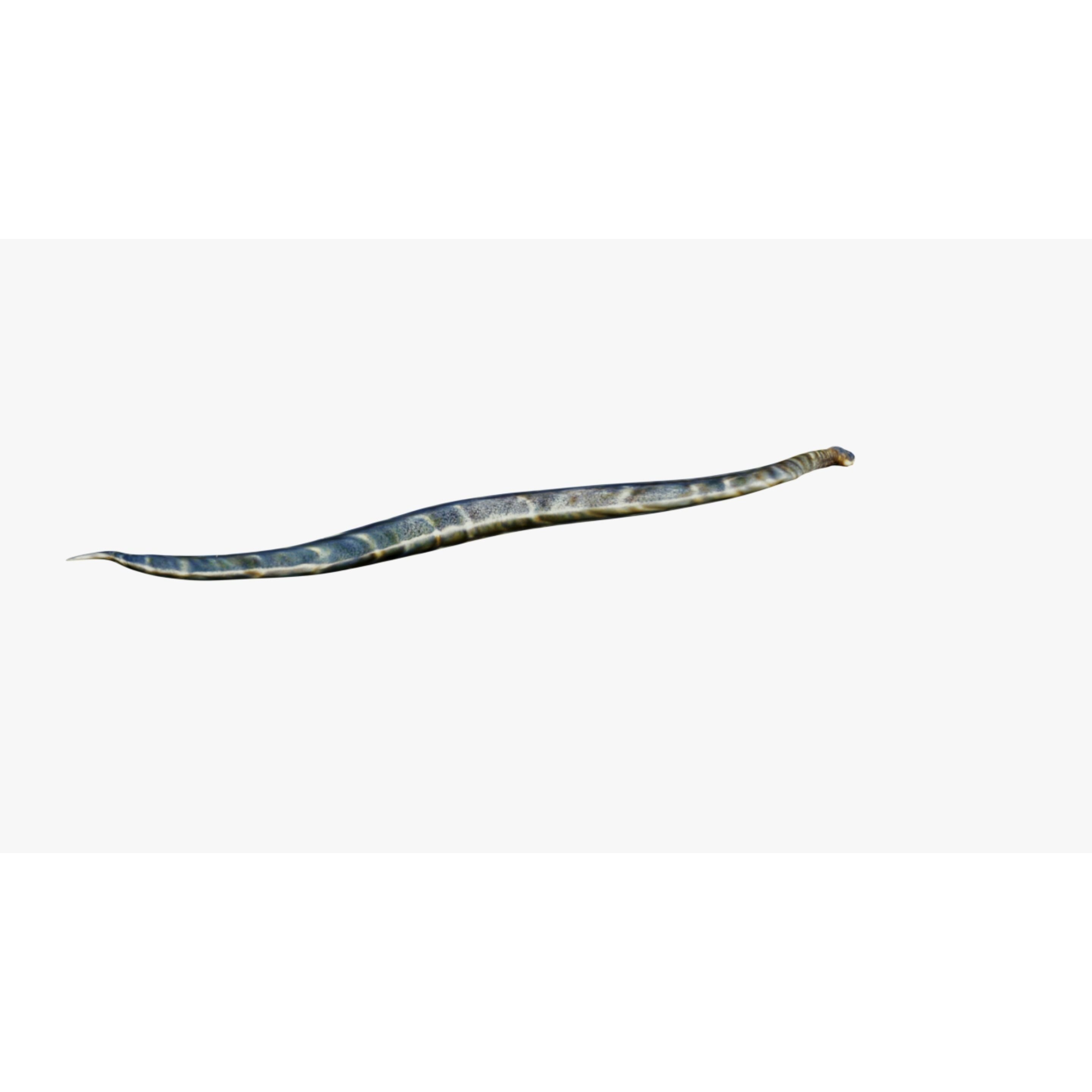 Anaconda Free 3D model 5