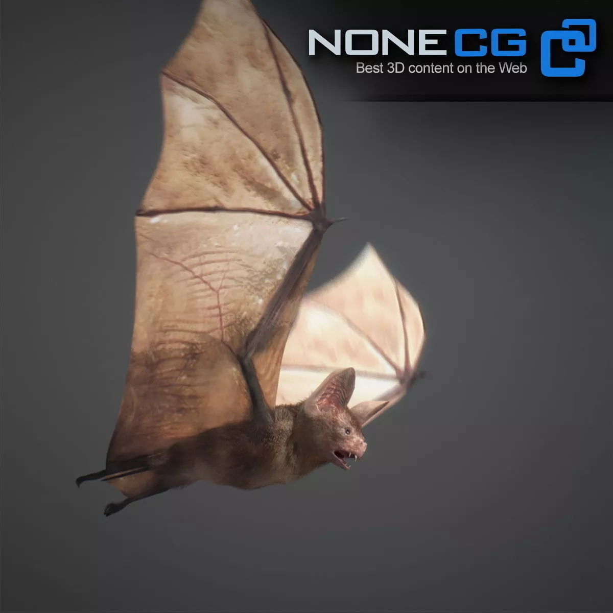 Animated Bat Free 3D model 2