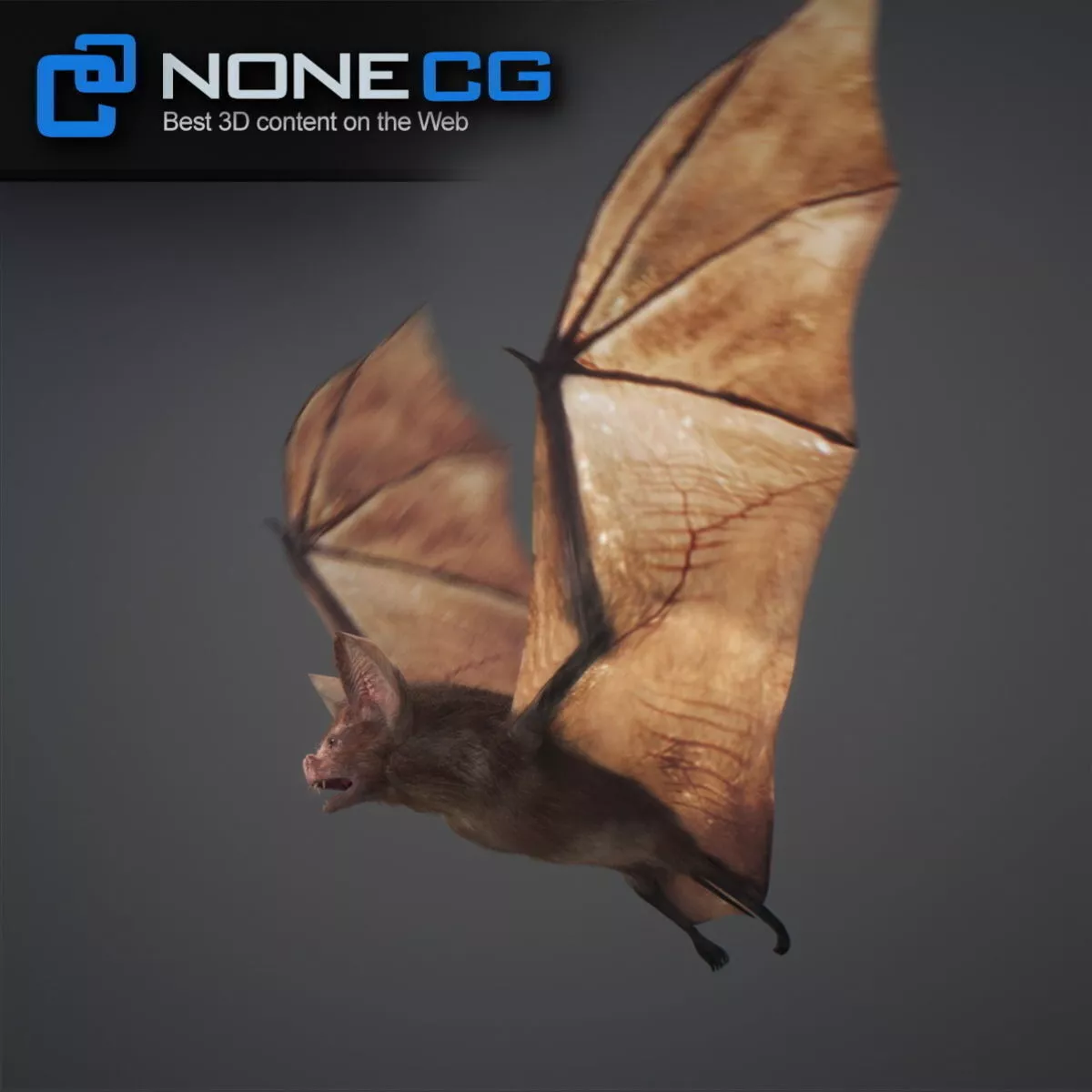 Animated Bat Free 3D model 4