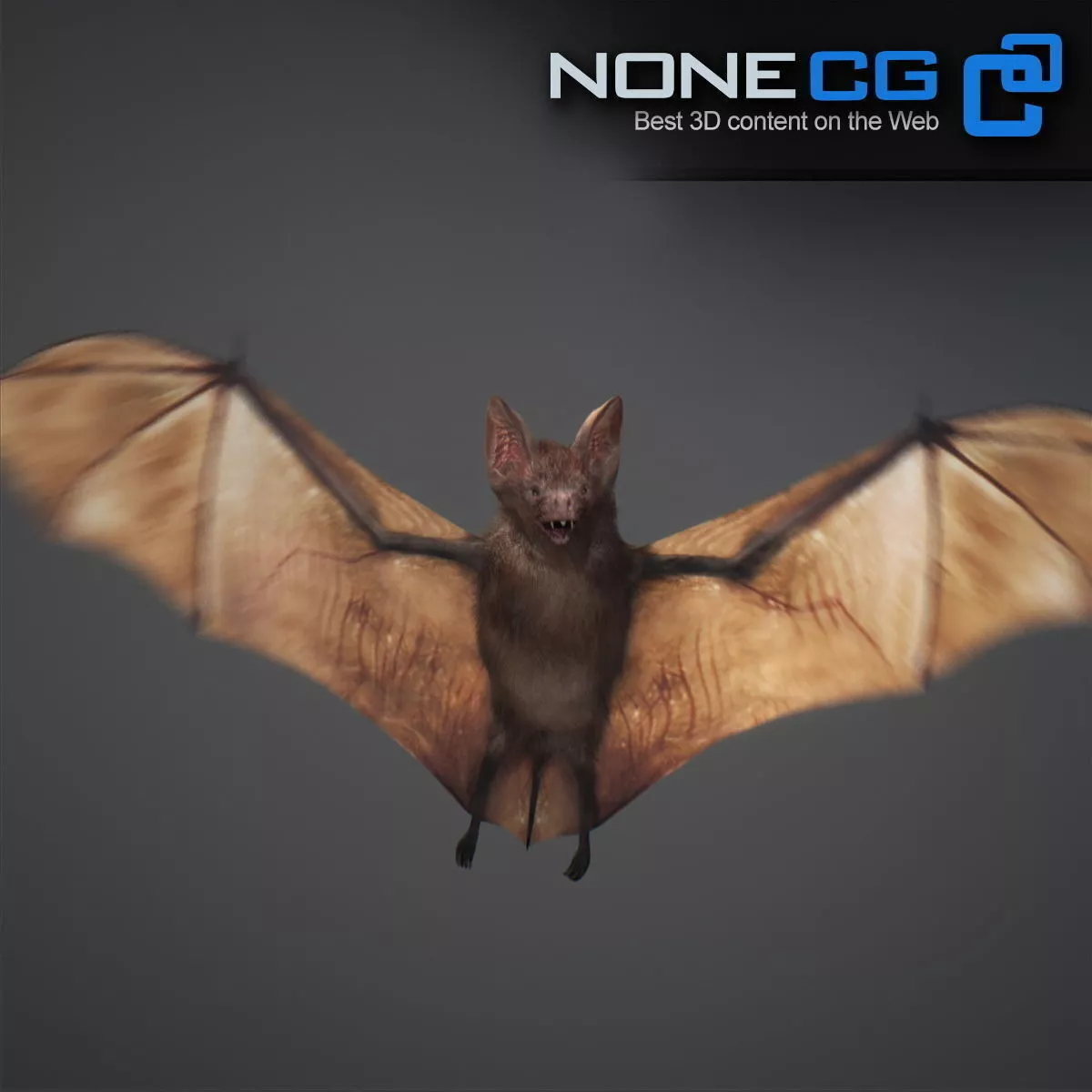 Animated Bat Free 3D model 5