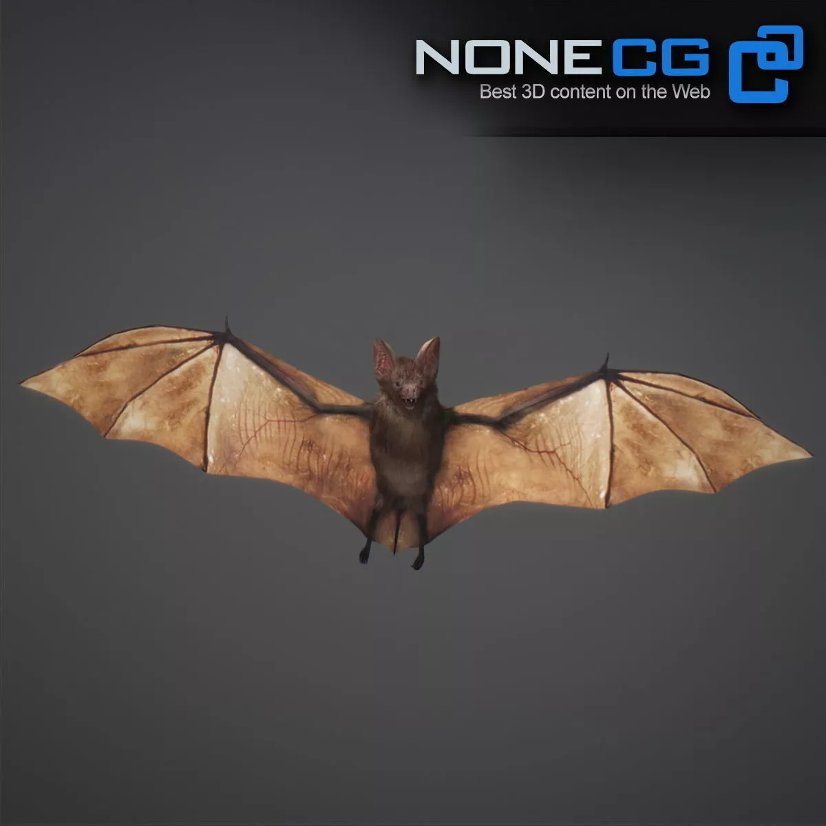 Animated Bat Free 3D model 7