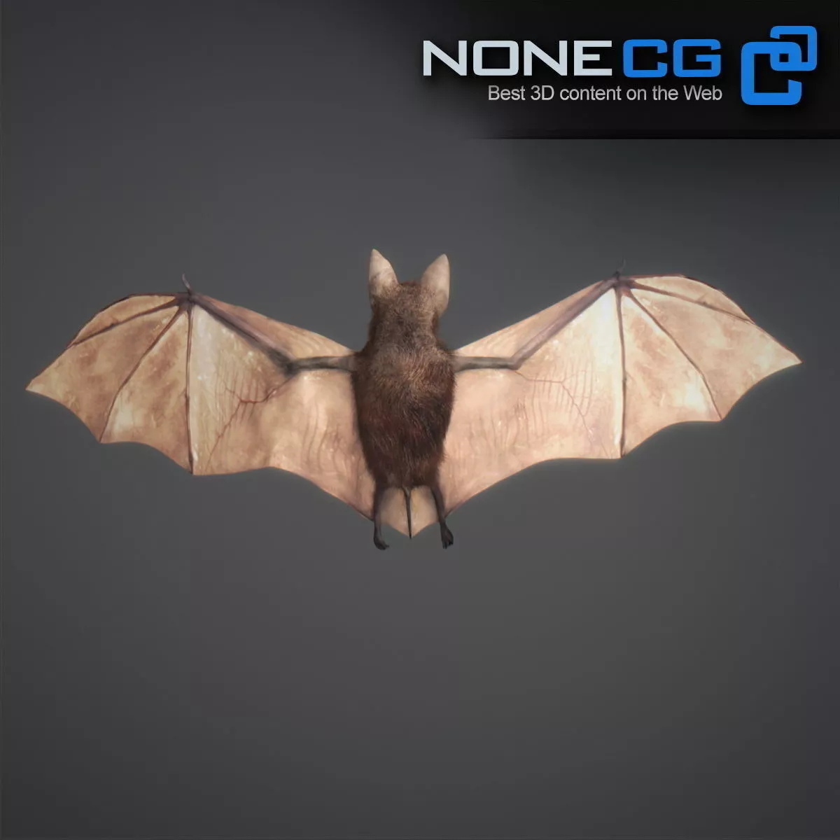 Animated Bat Free 3D model 8