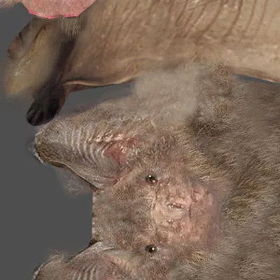 Animated Bat Free 3D model 9
