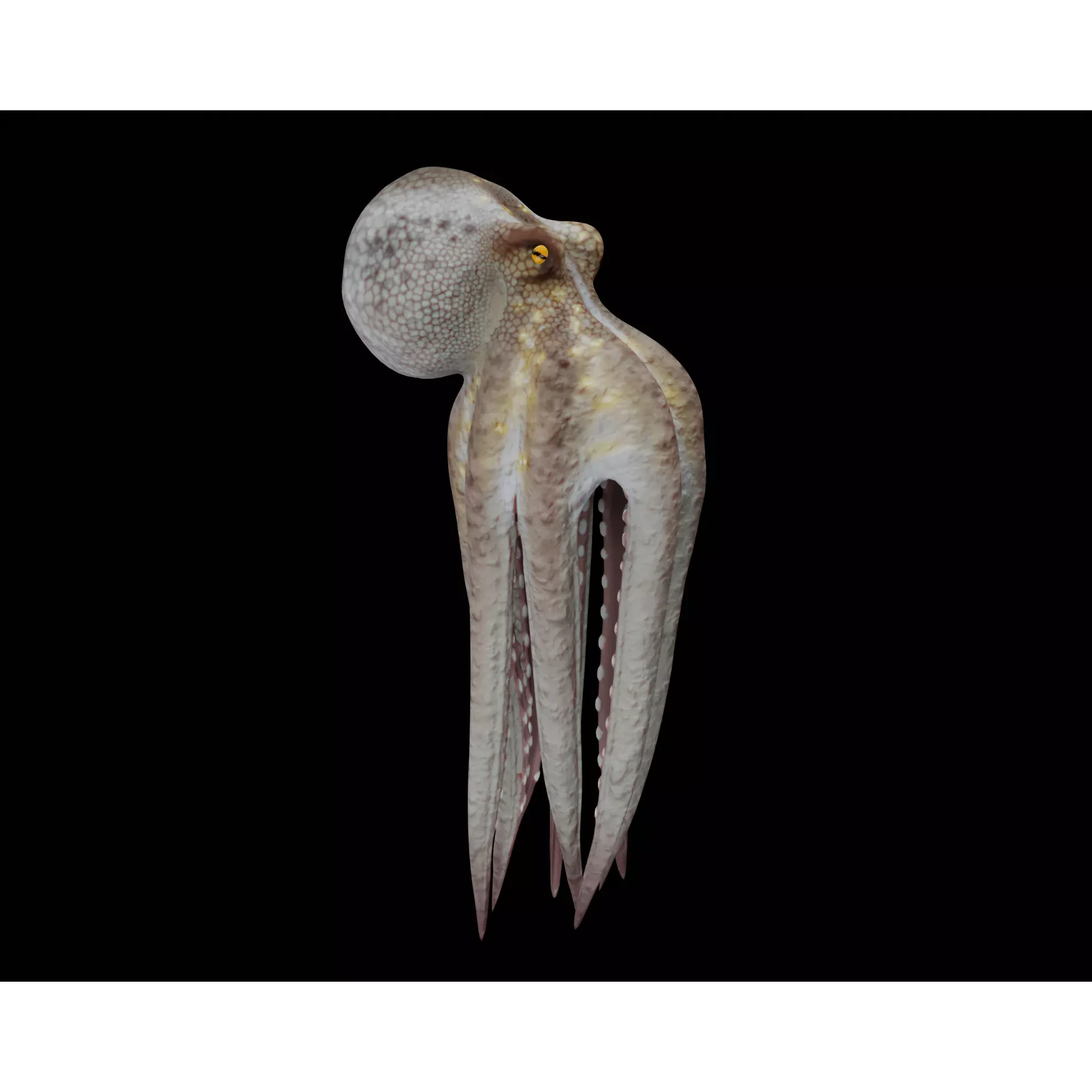 Animated Octopus 3D model
