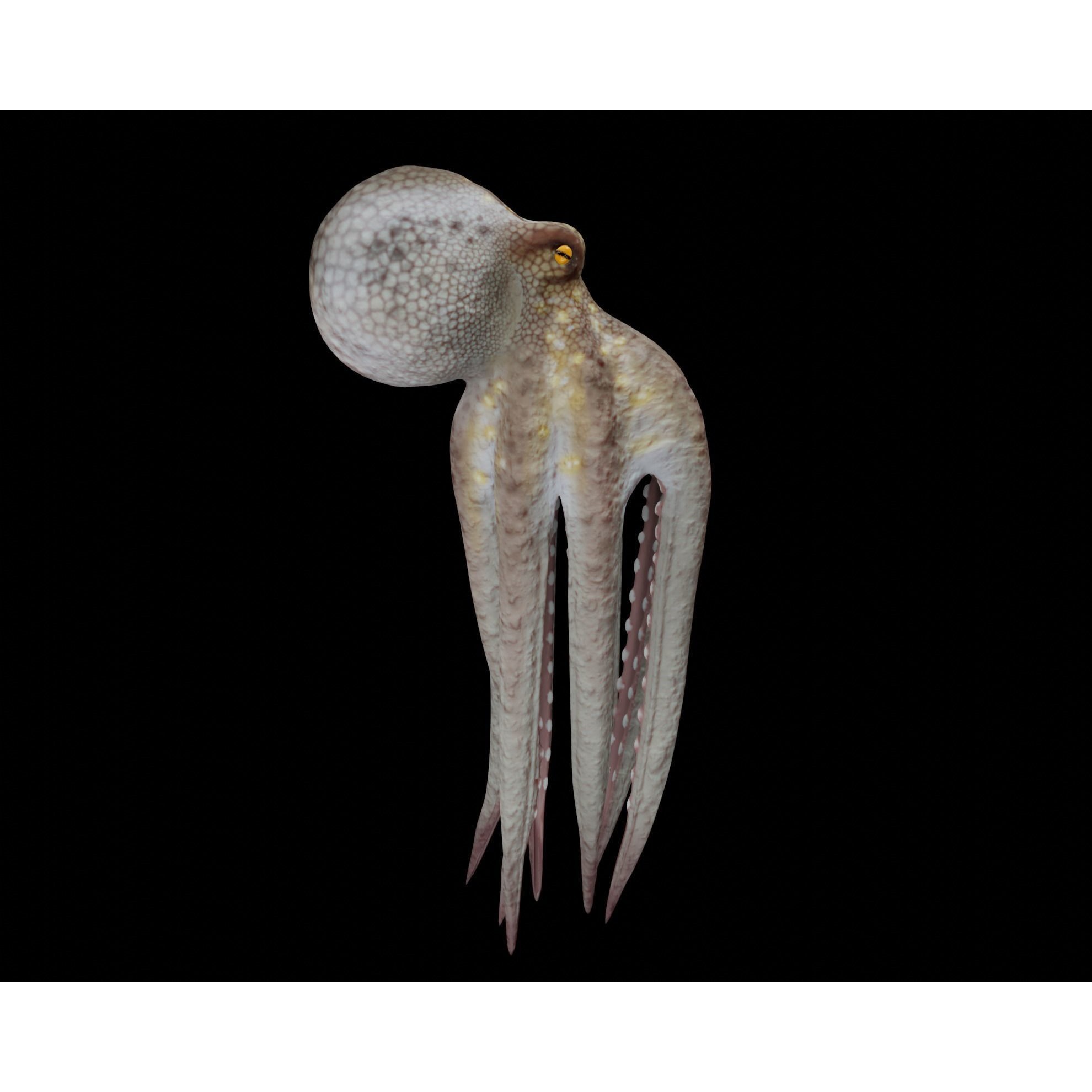 Animated Octopus 3D model 2
