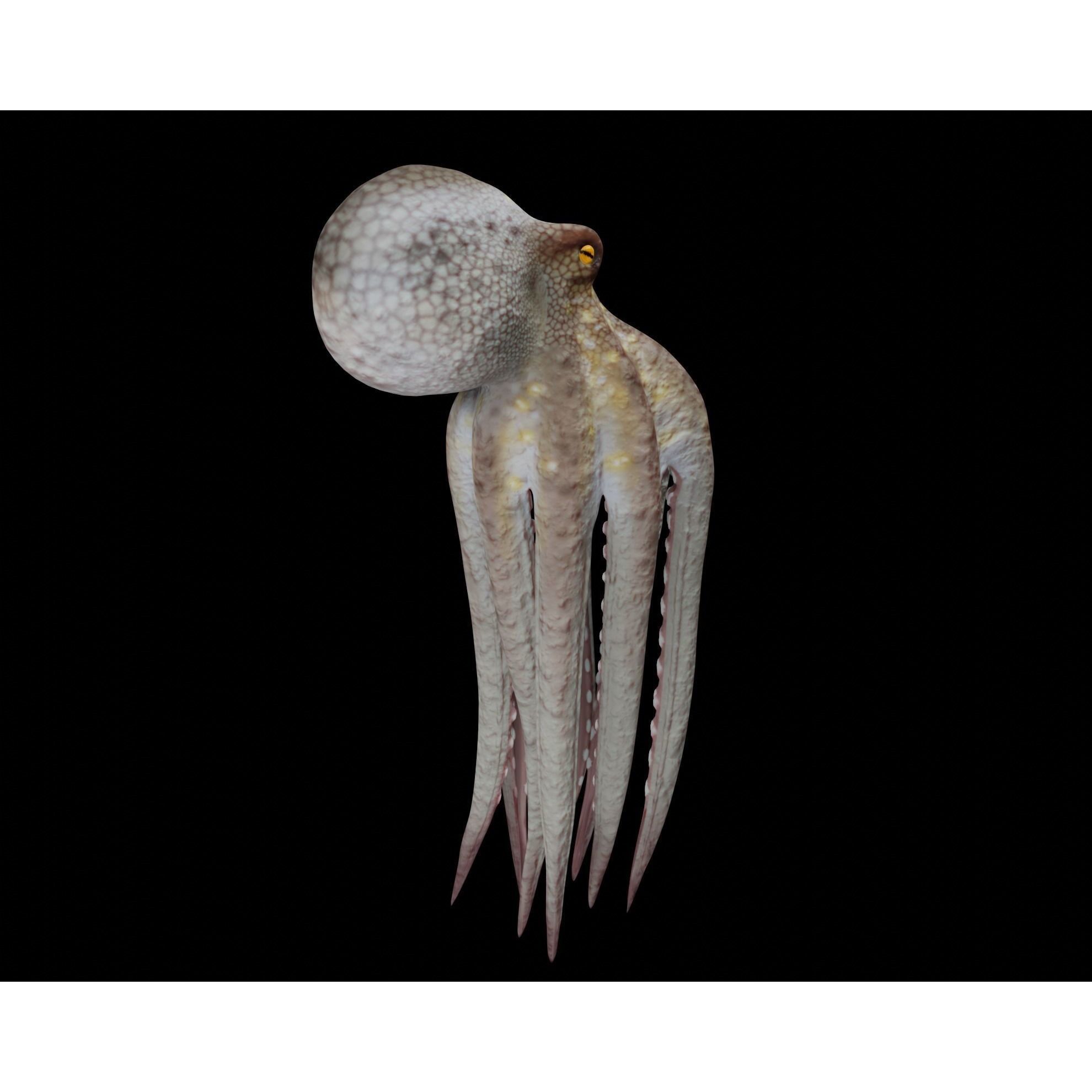 Animated Octopus 3D model 3