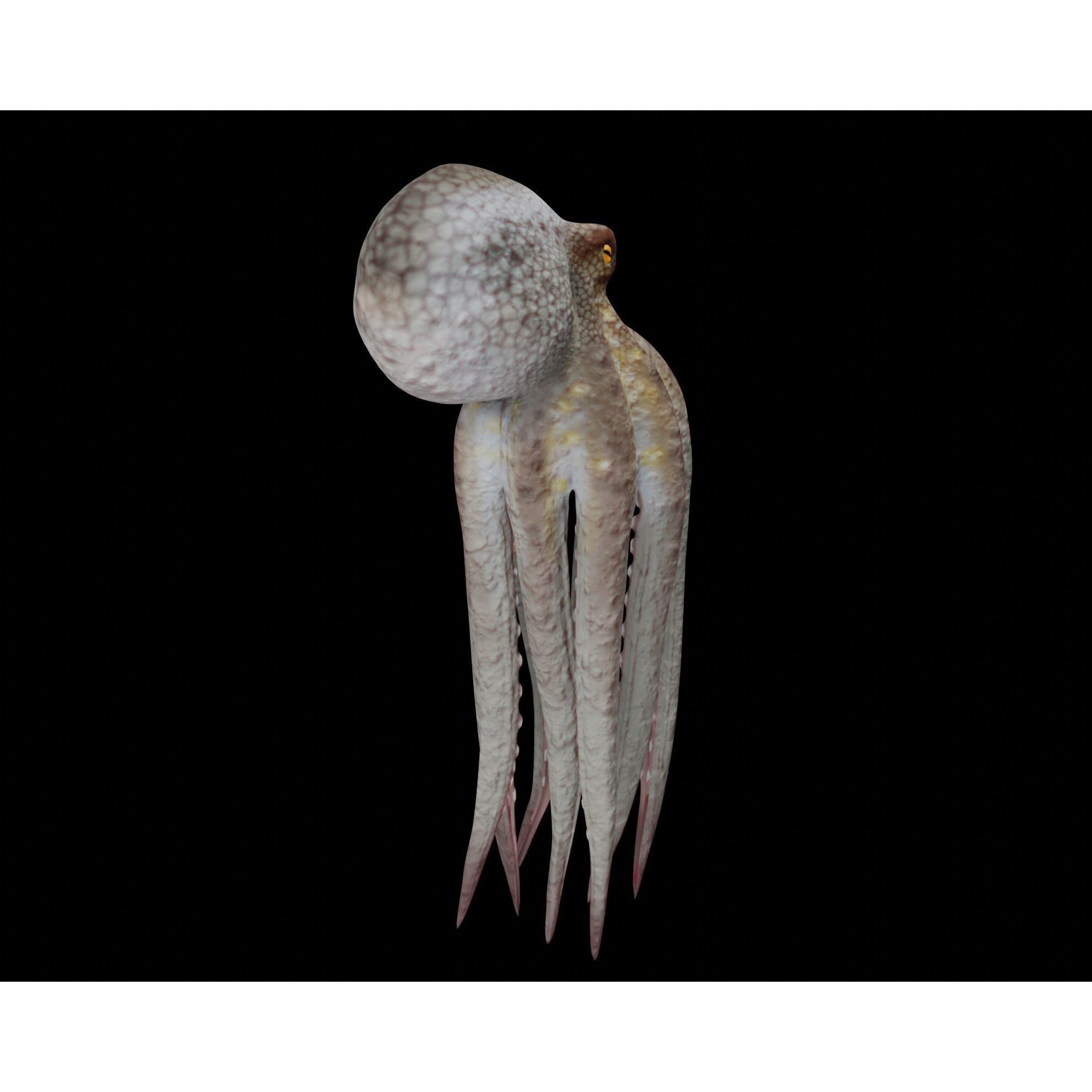 Animated Octopus 3D model 4