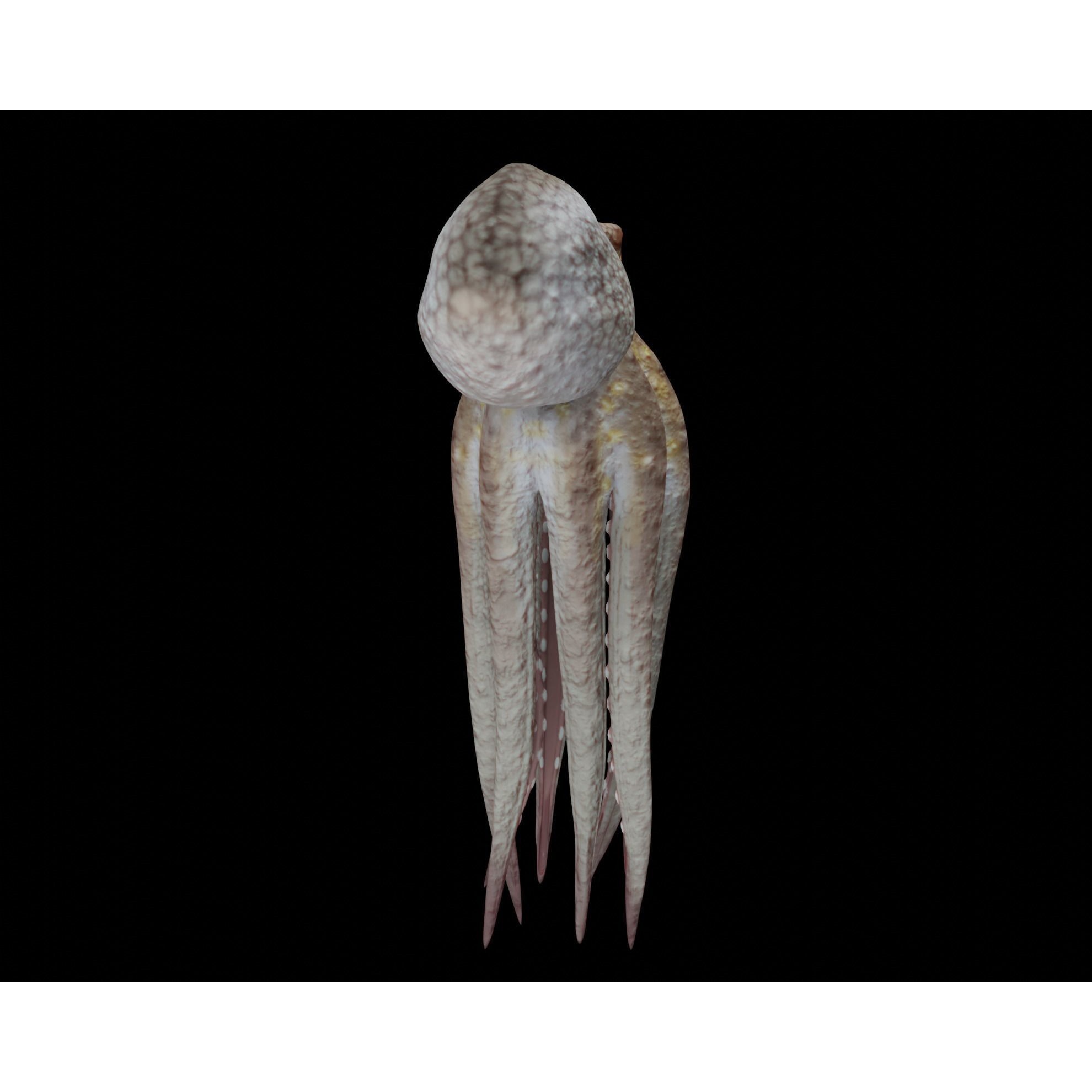 Animated Octopus 3D model 5