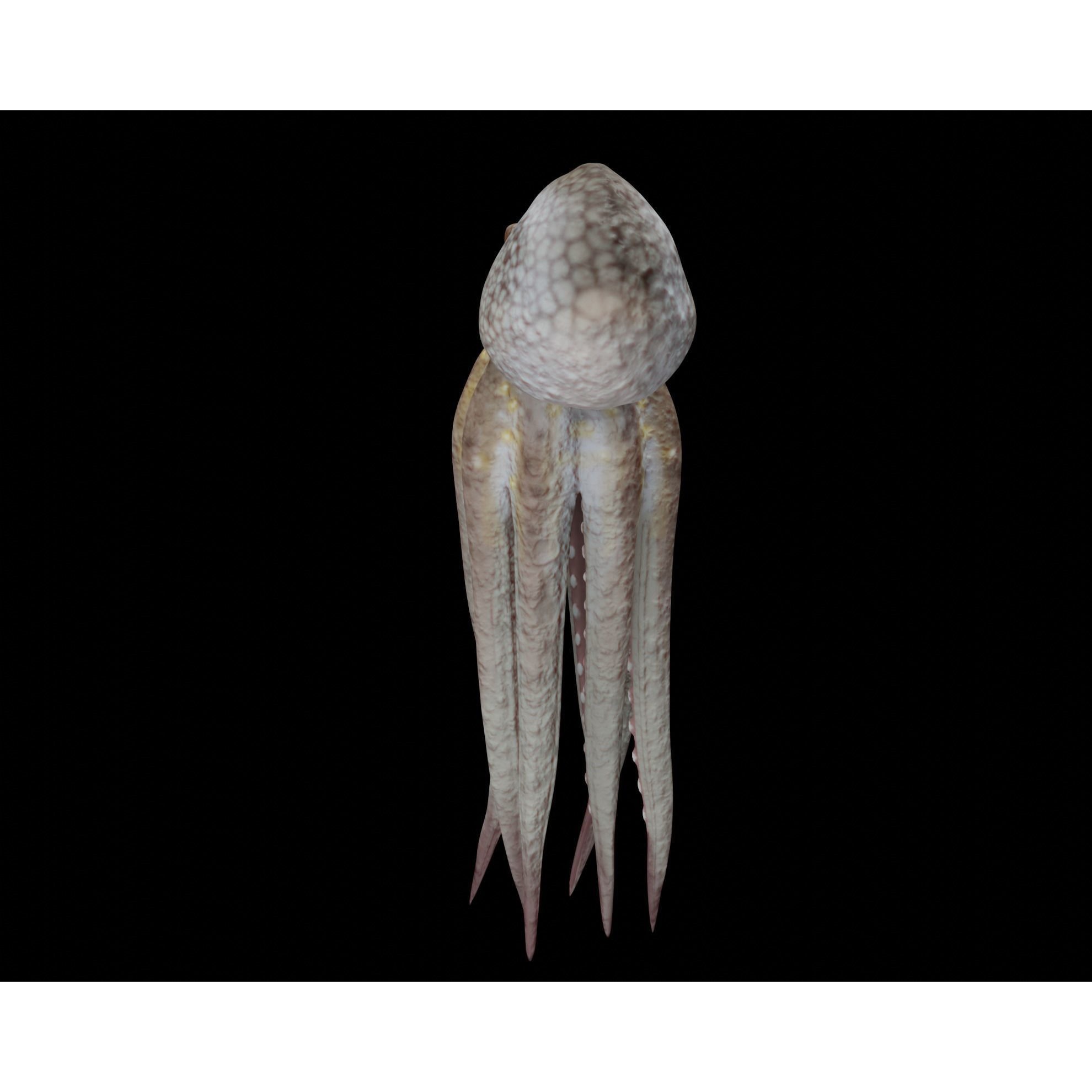Animated Octopus 3D model 6