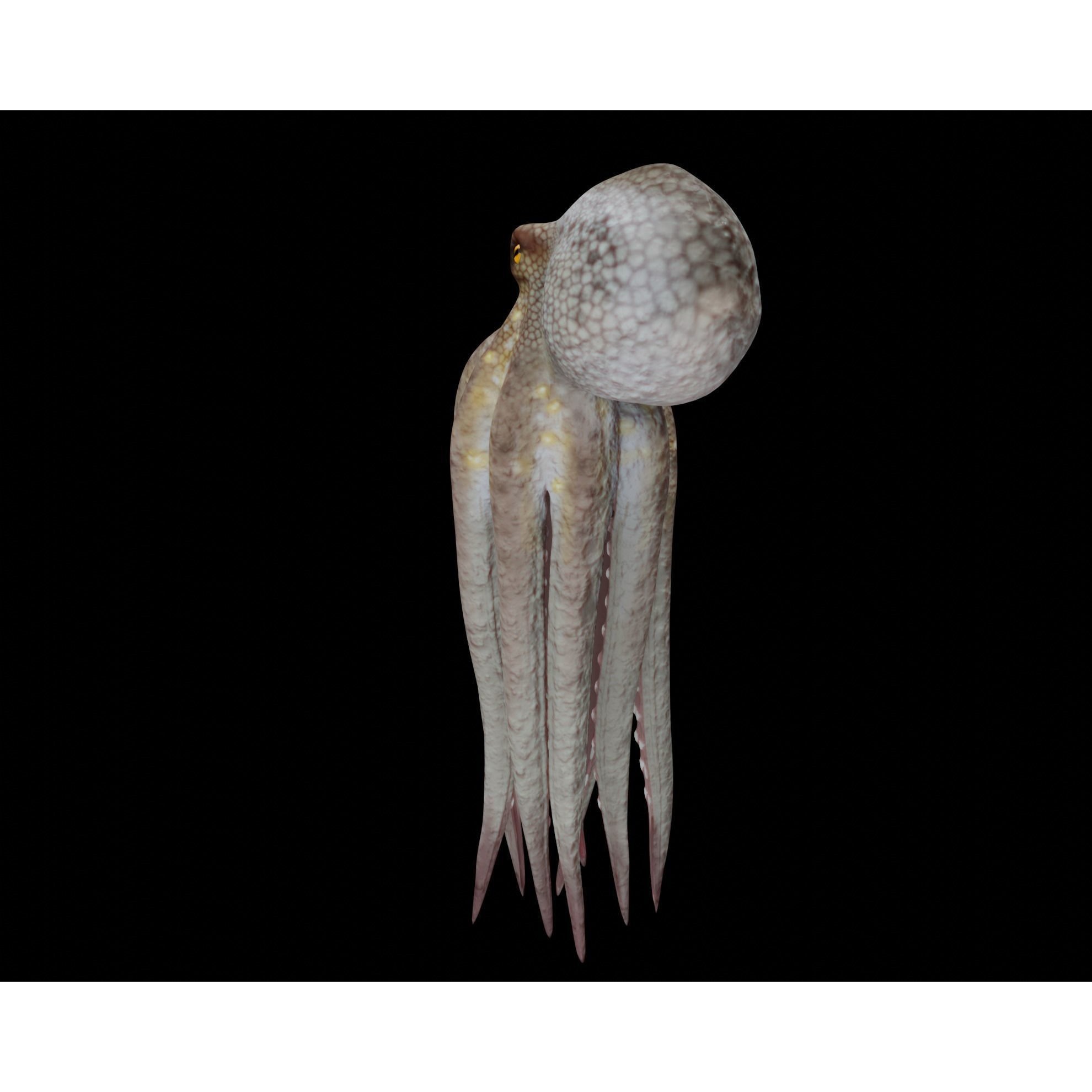 Animated Octopus 3D model 7