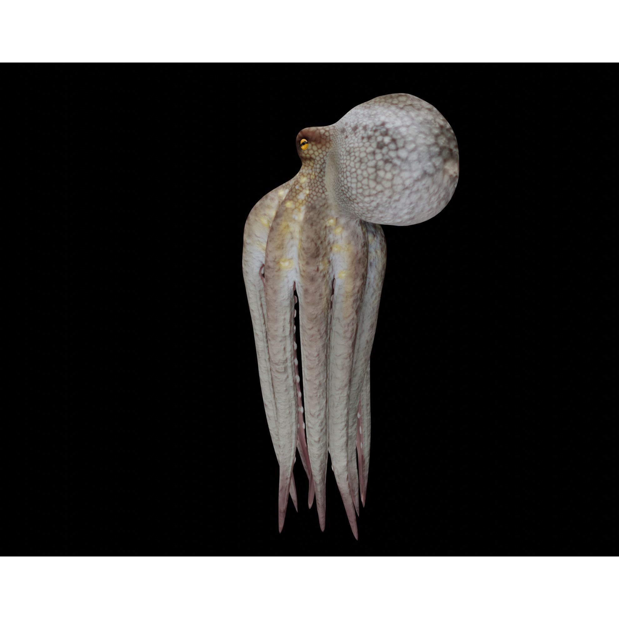 Animated Octopus 3D model 8