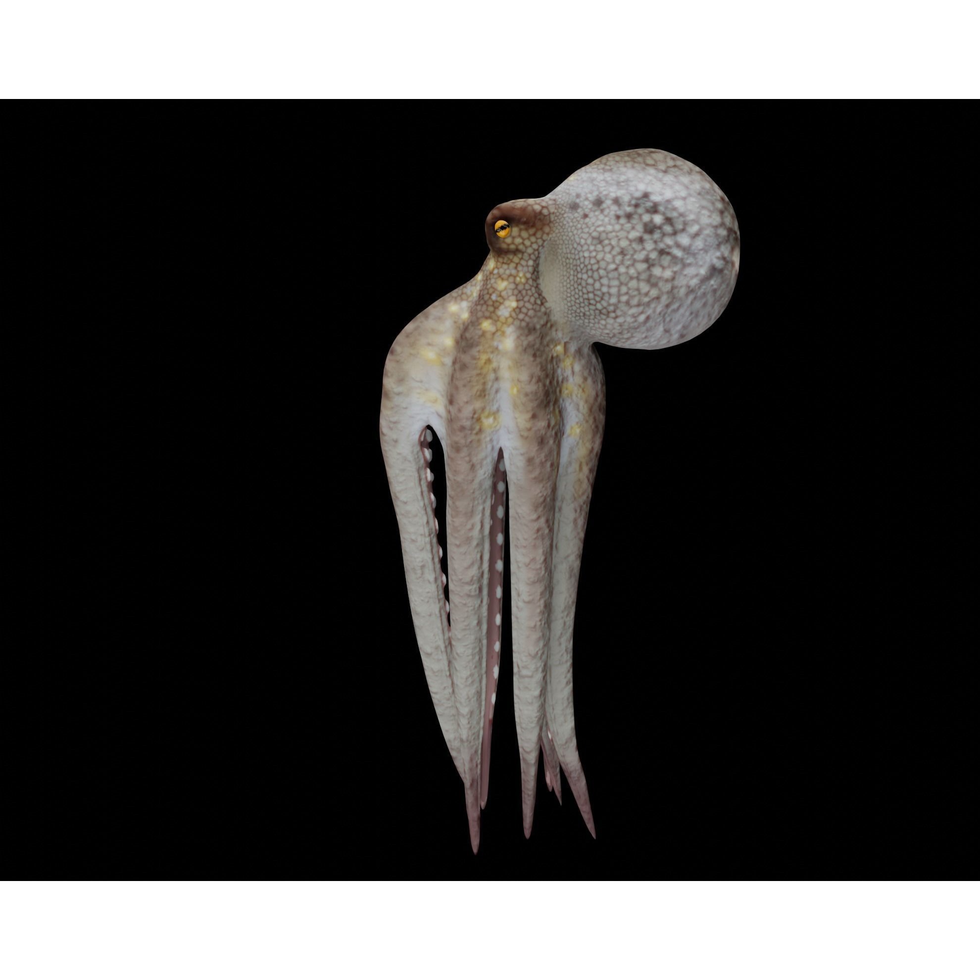 Animated Octopus 3D model 9