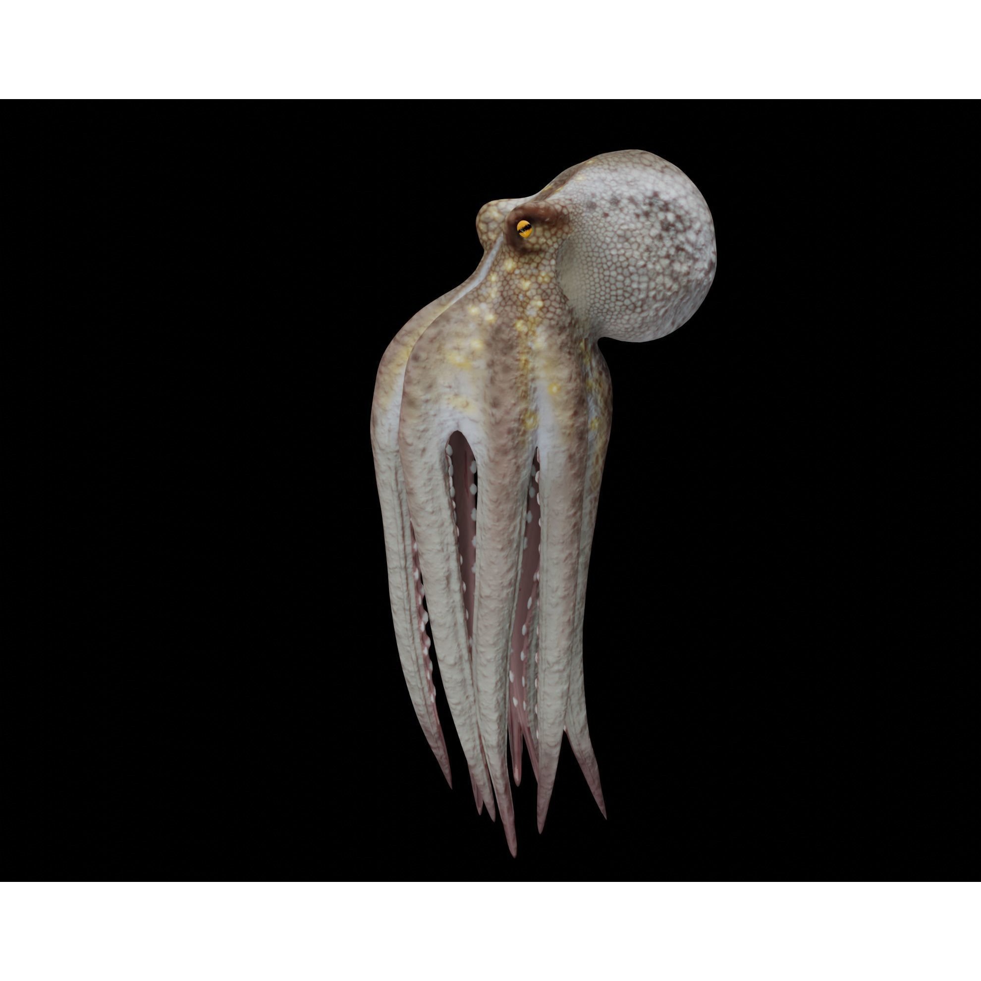 Animated Octopus 3D model 10