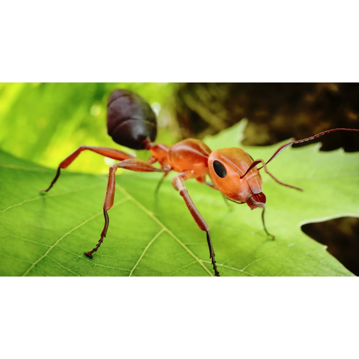 Ant 3D Animated Low-poly 3D model
