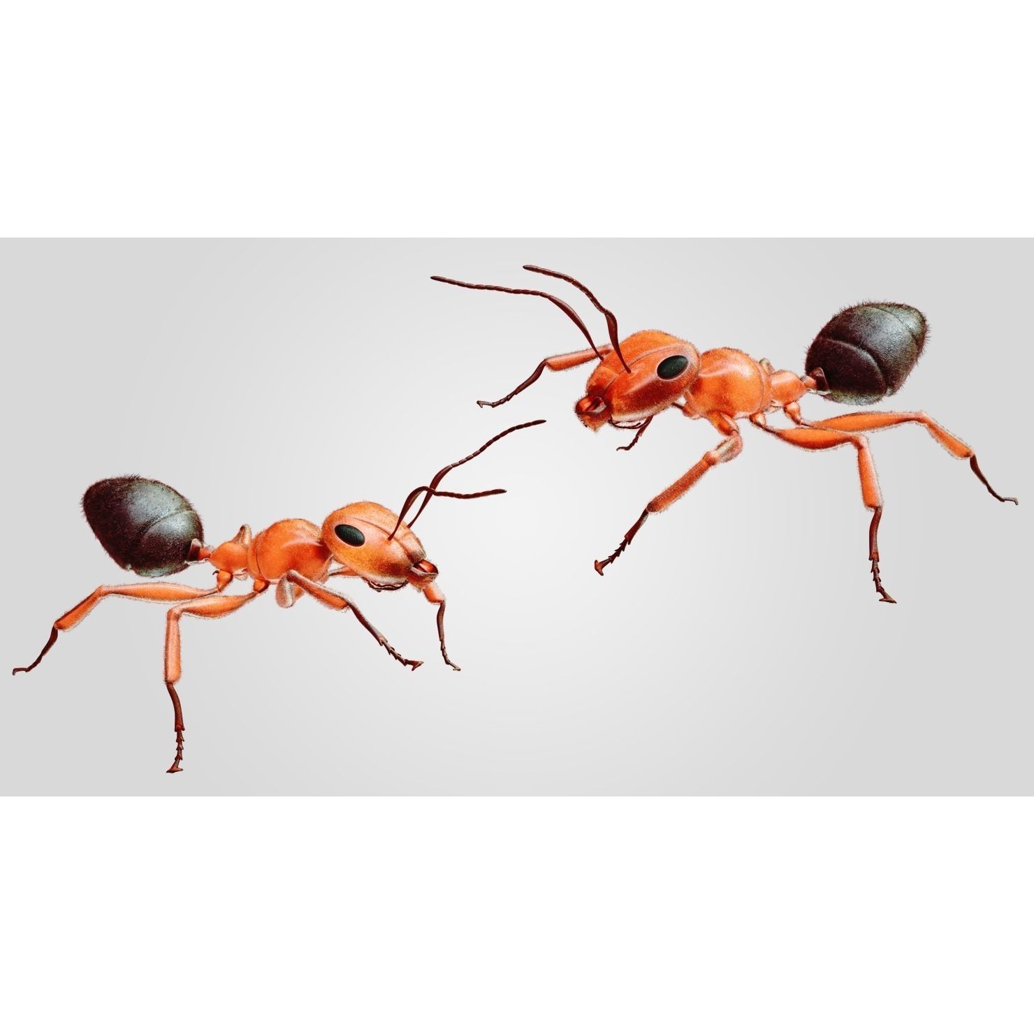 Ant 3D Animated Low-poly 3D model 2