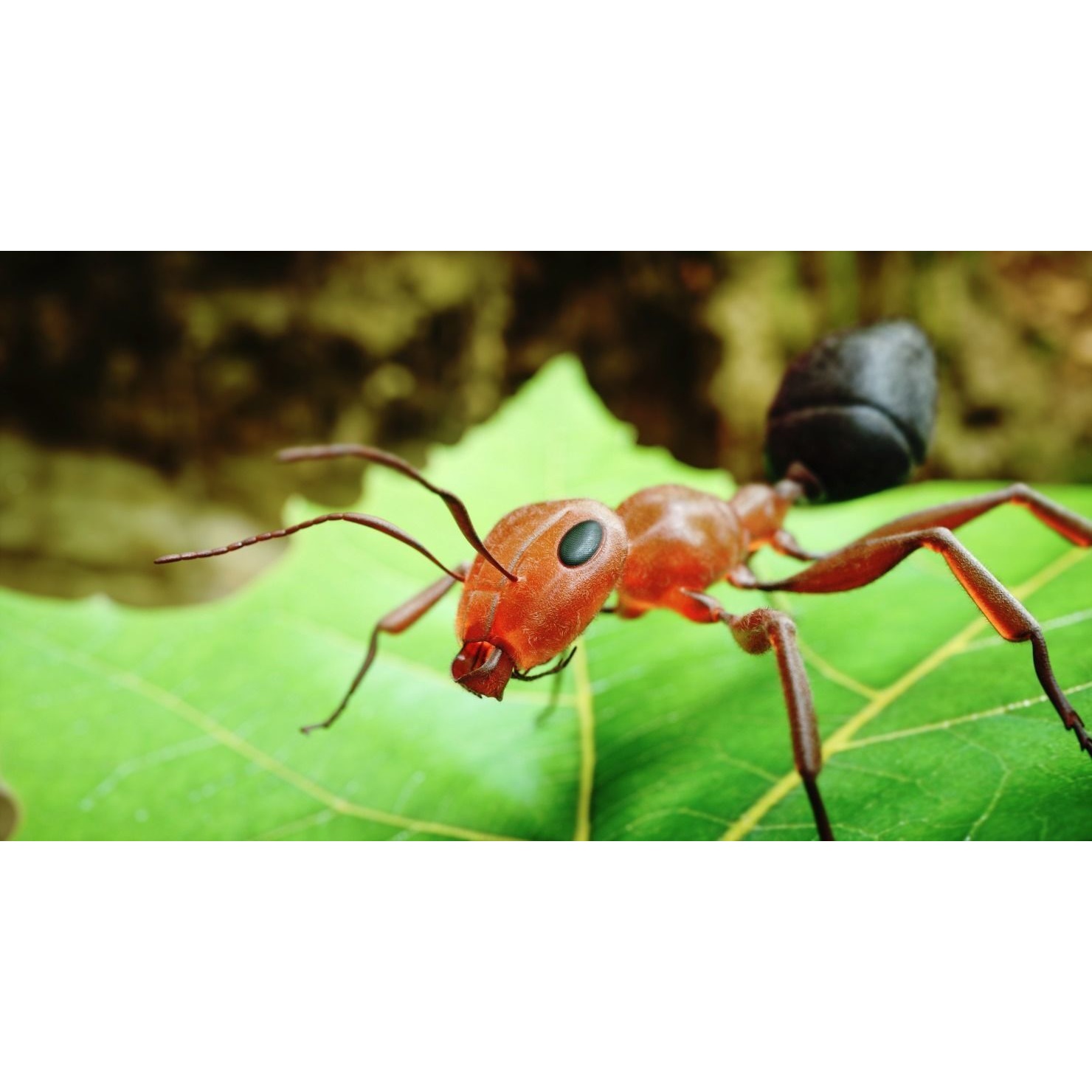Ant 3D Animated Low-poly 3D model 3