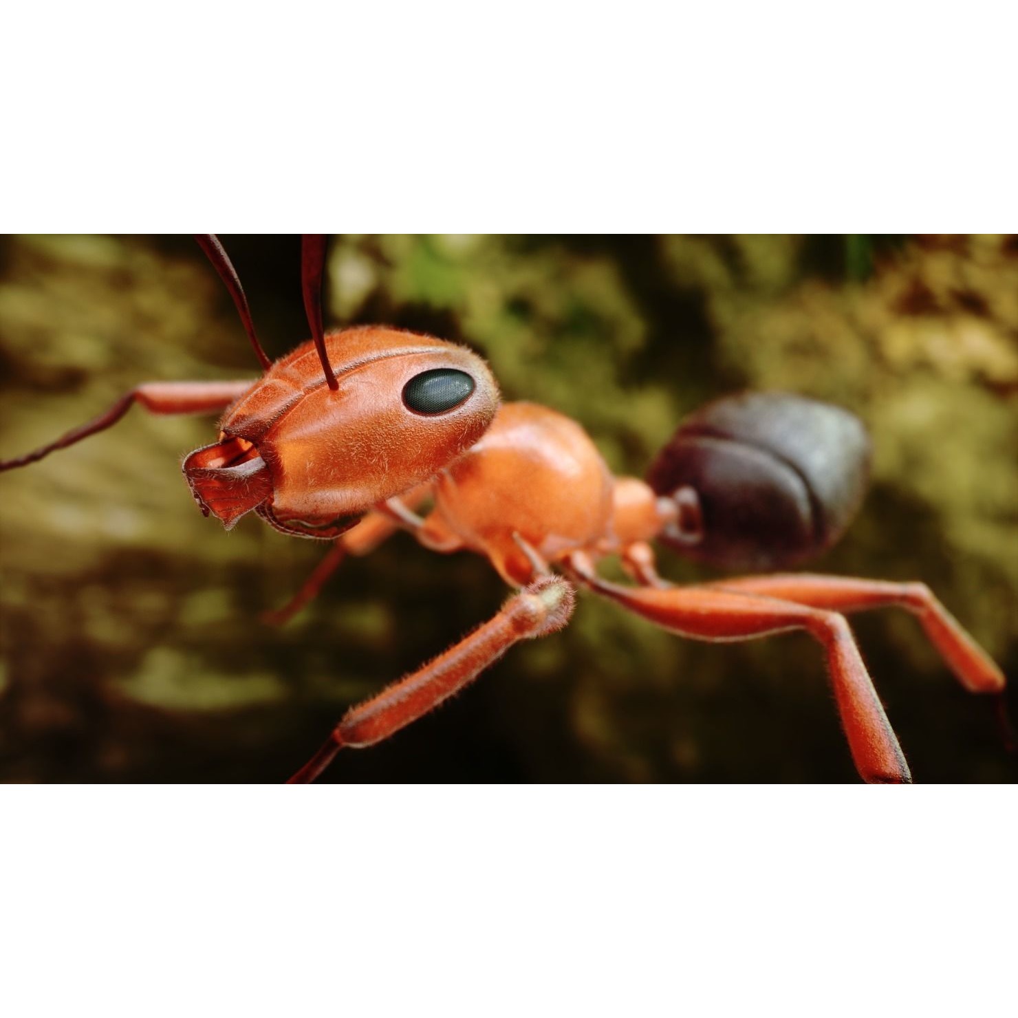Ant 3D Animated Low-poly 3D model 4