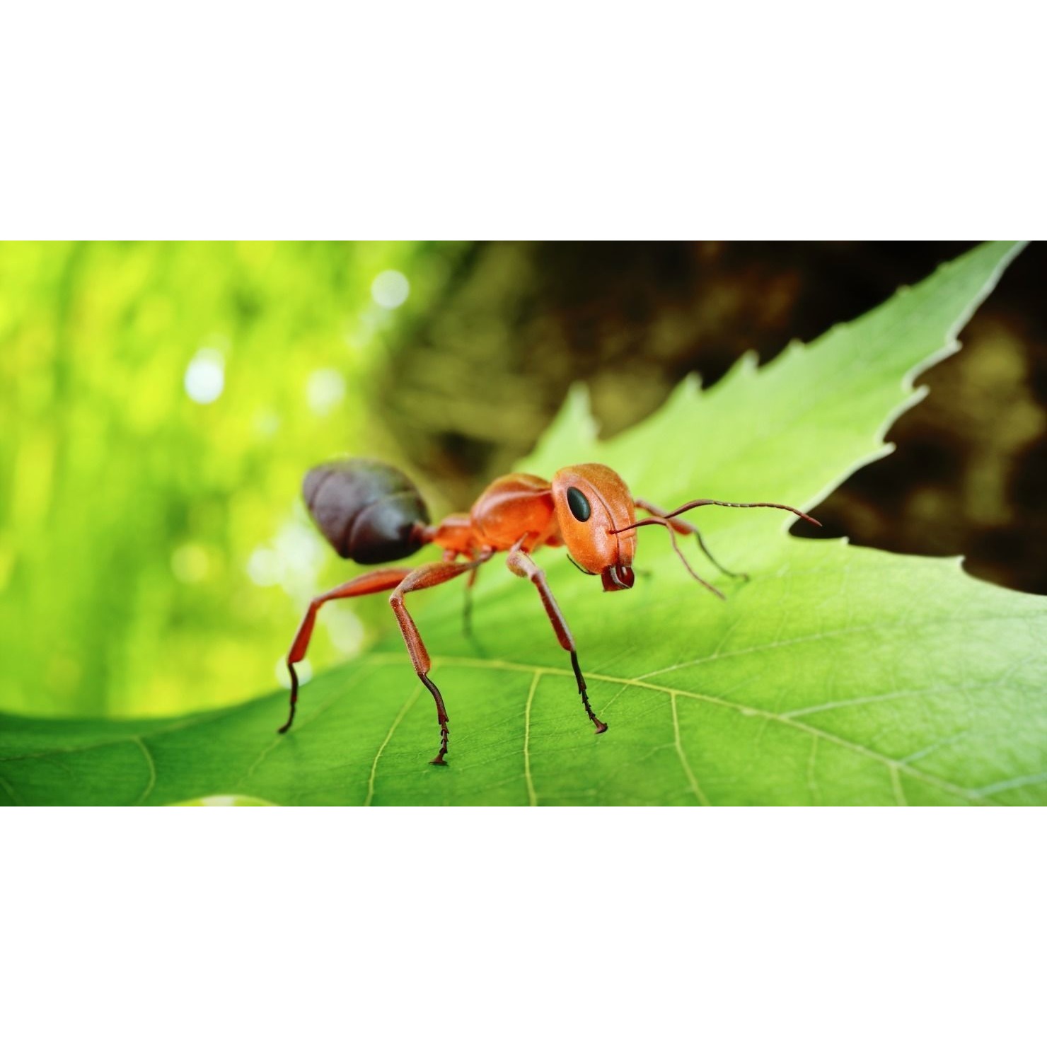 Ant 3D Animated Low-poly 3D model 5