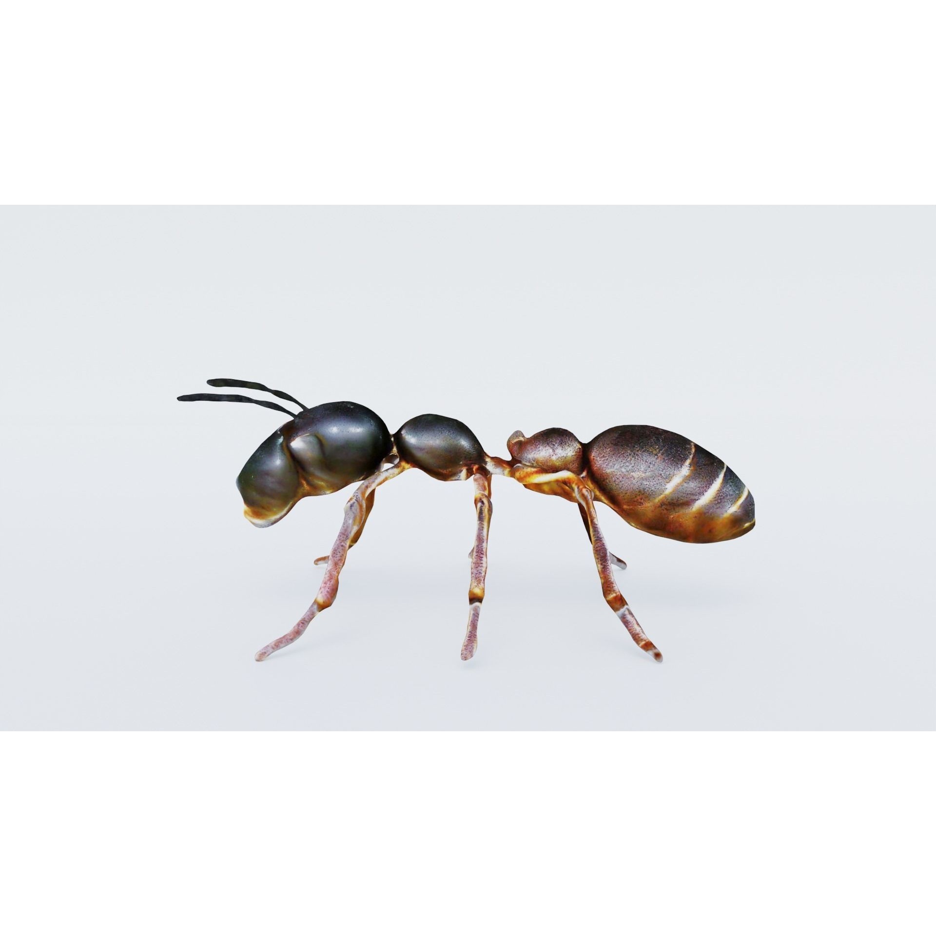 Ant Animal Free 3D model 2