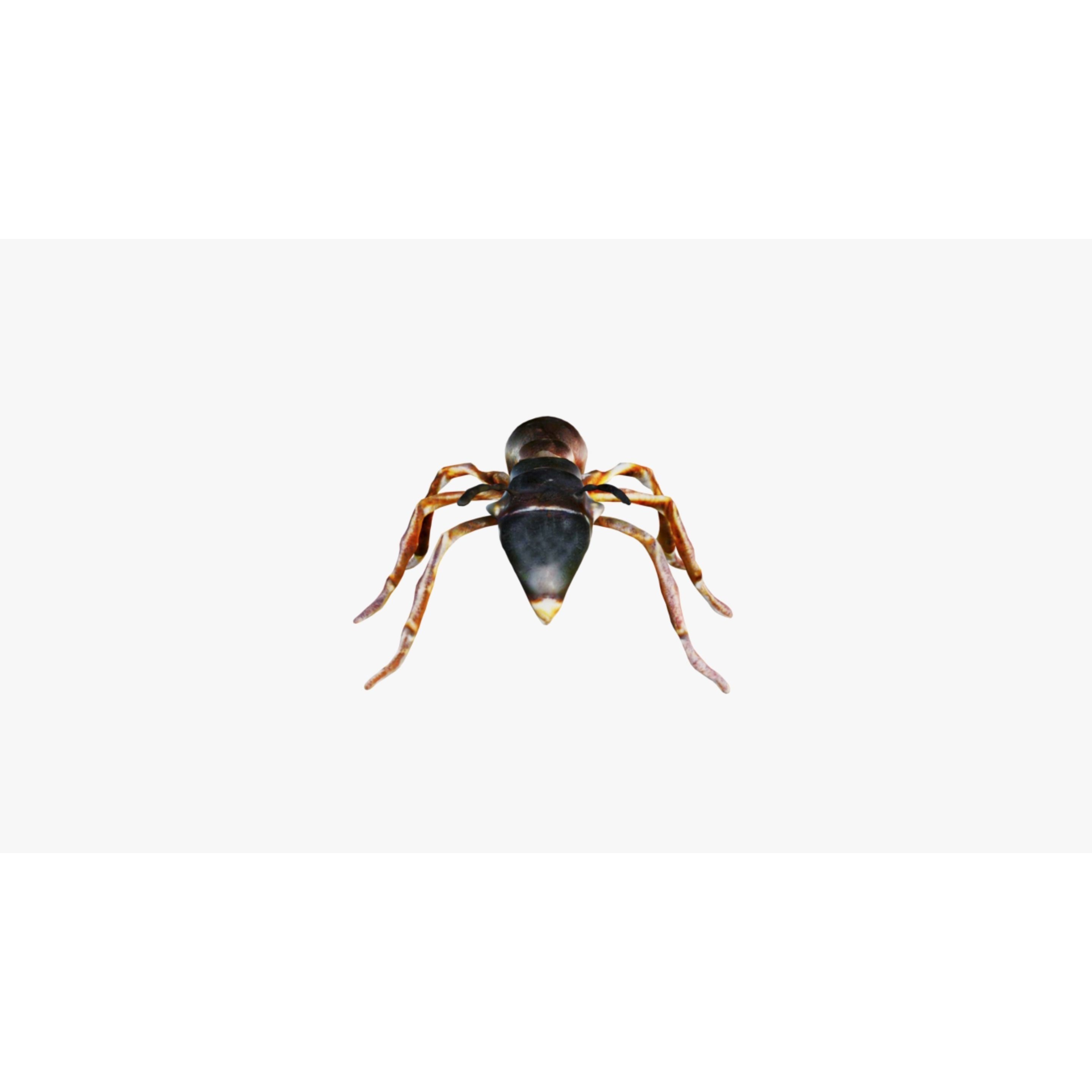 Ant Animal Free 3D model 3
