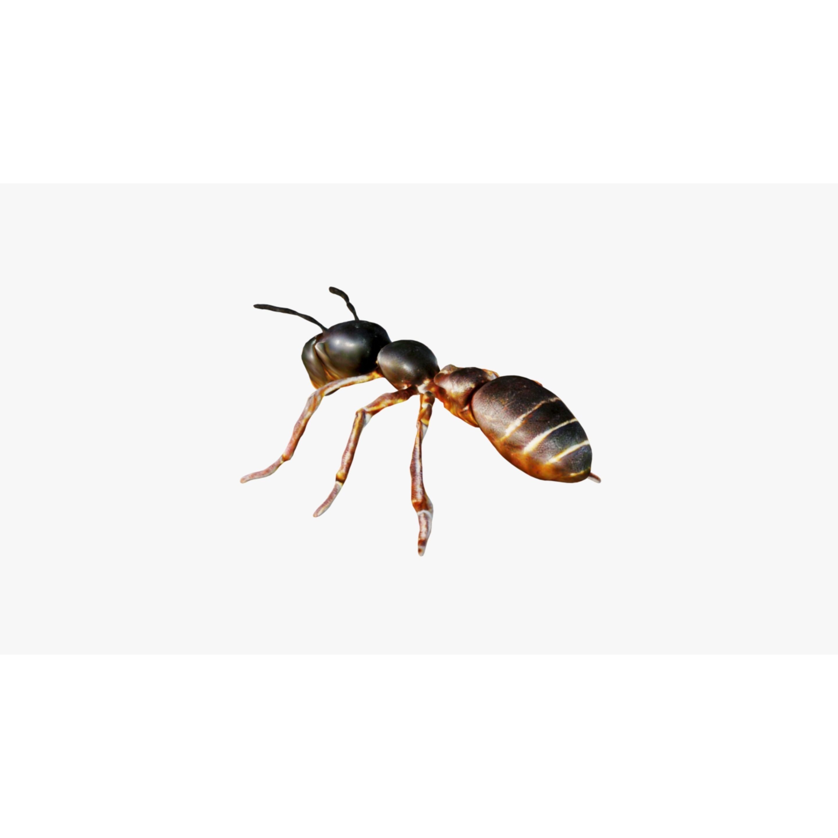 Ant Animal Free 3D model 4