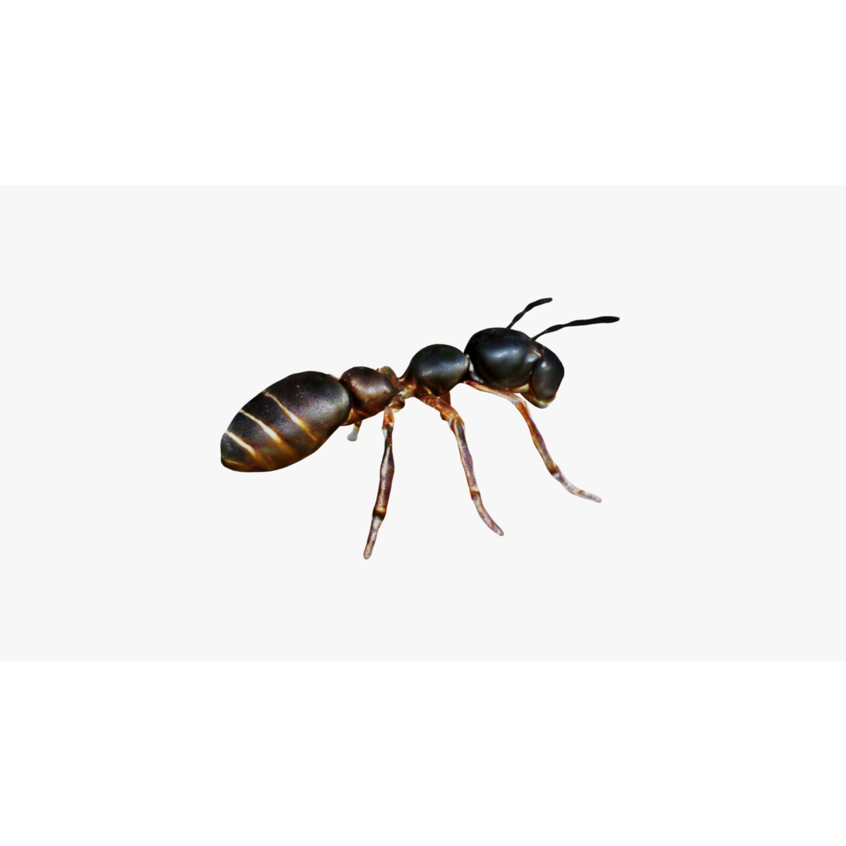 Ant Animal Free 3D model 5