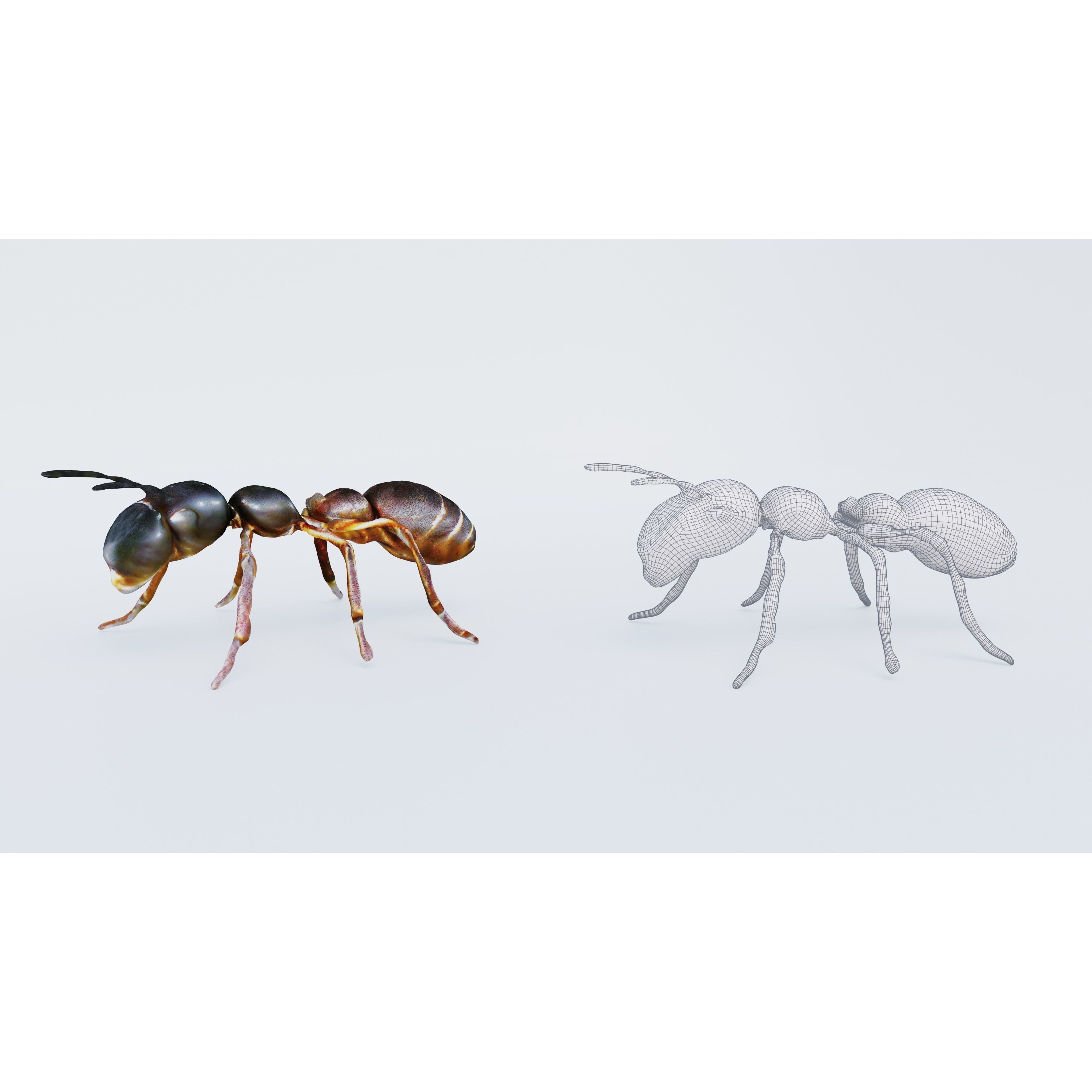 Ant Animal Free 3D model 6