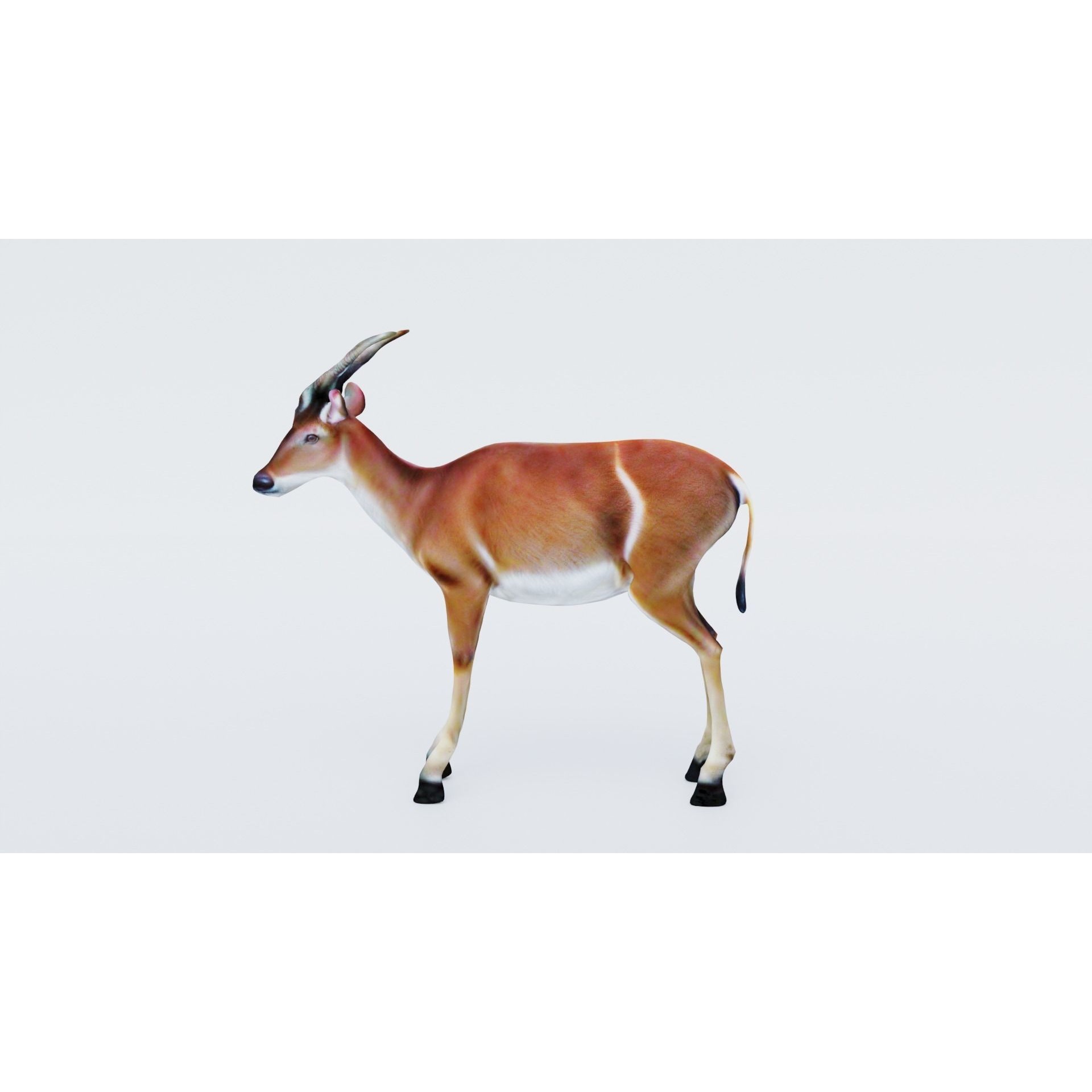 Antelope Free 3D model 2