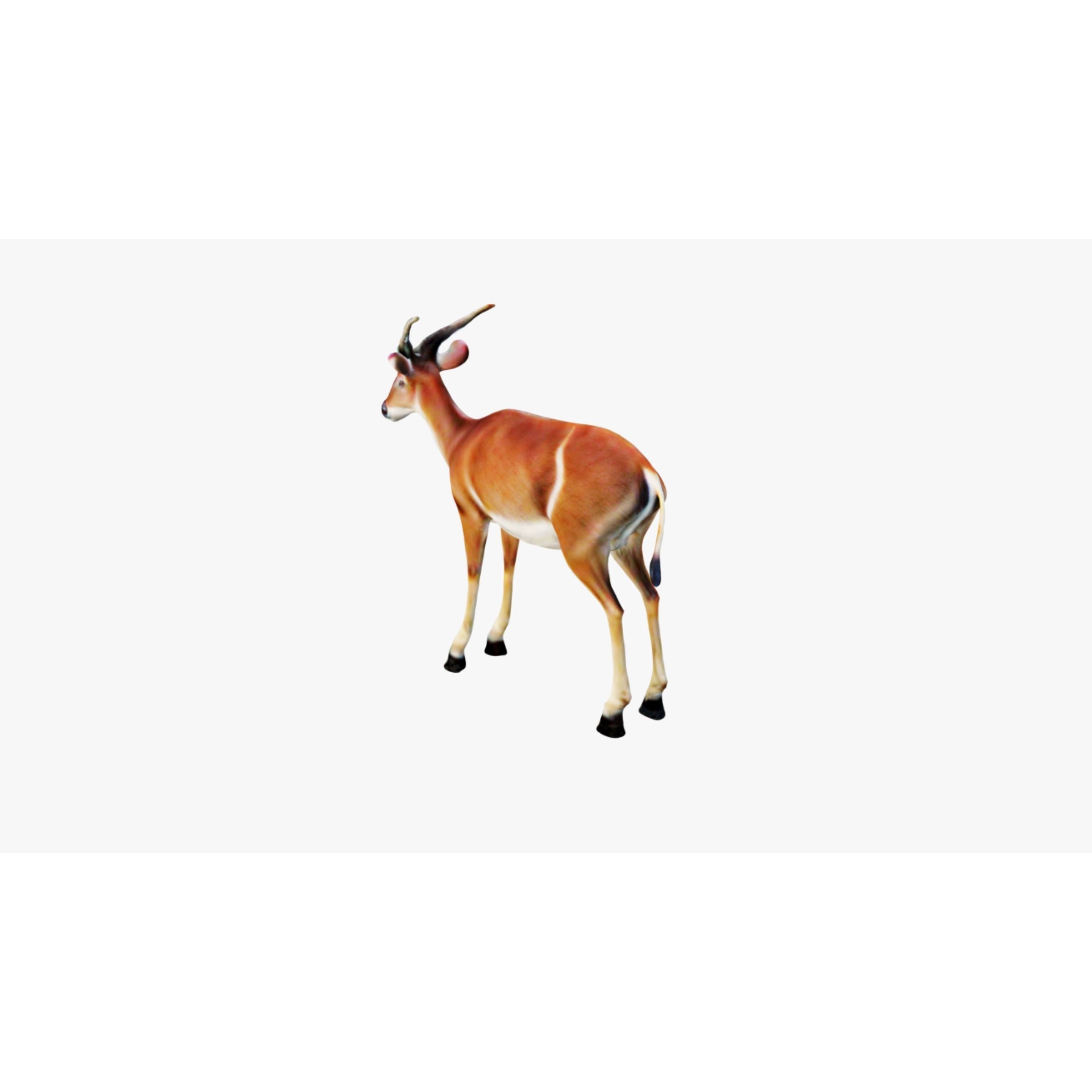 Antelope Free 3D model 4
