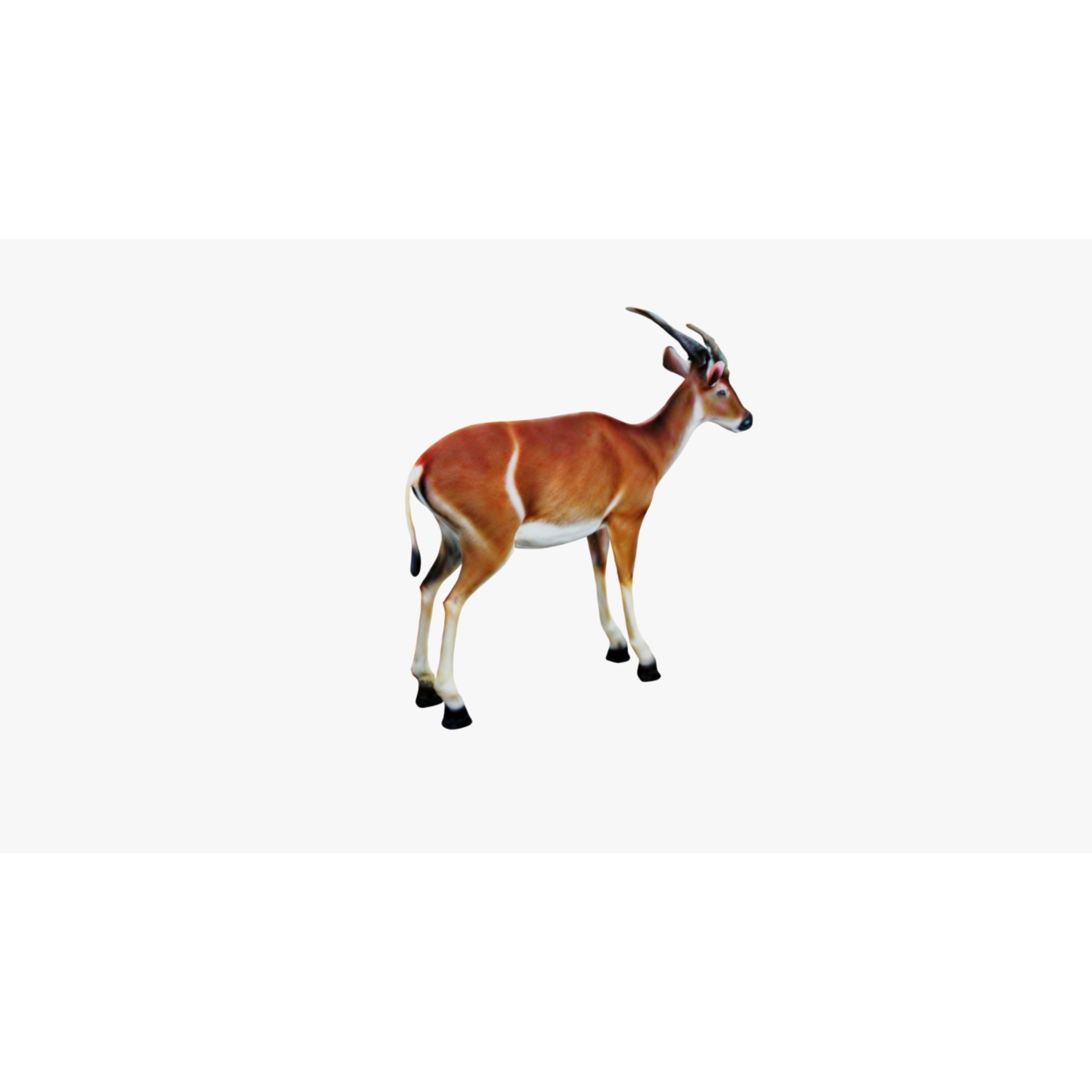 Antelope Free 3D model 5