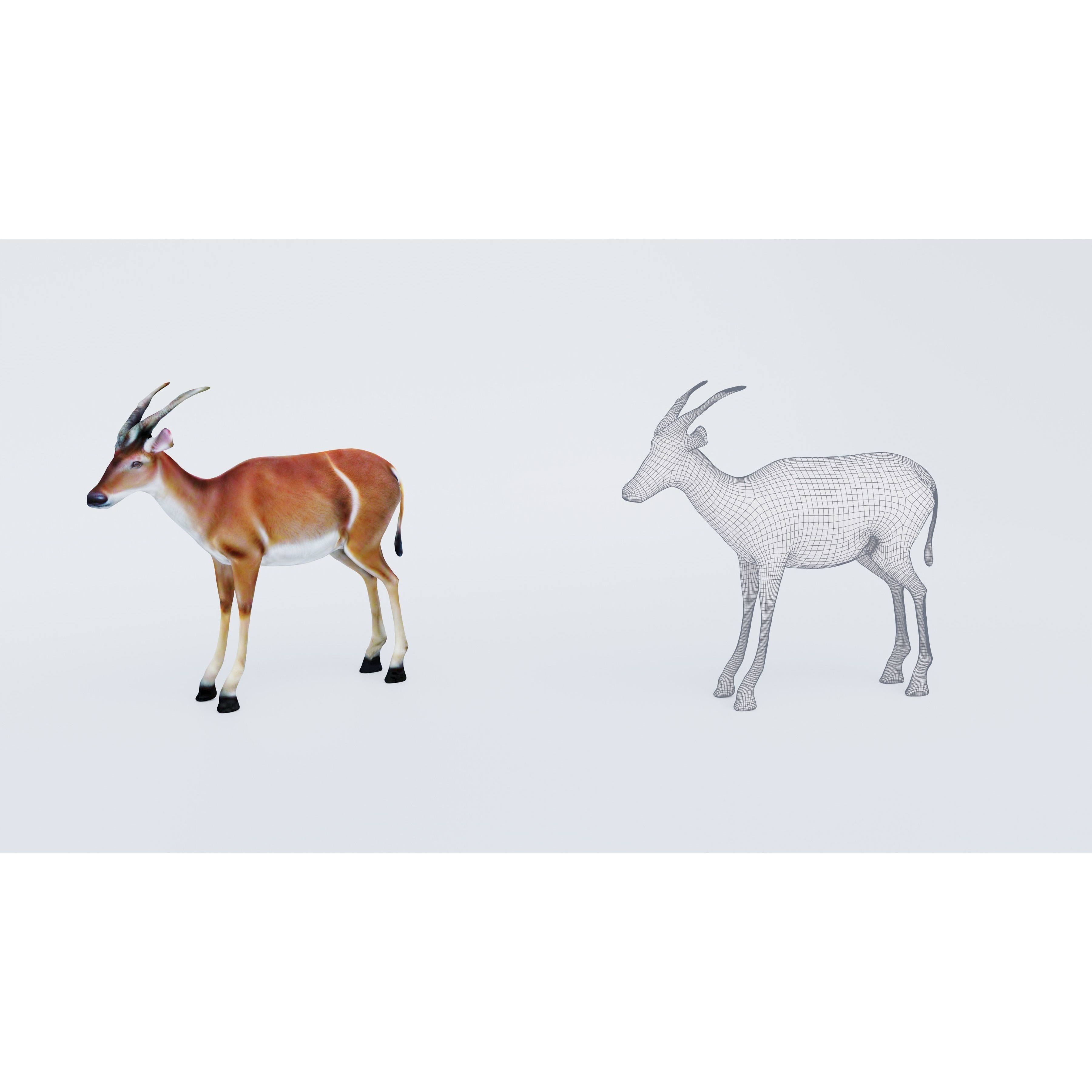 Antelope Free 3D model 6