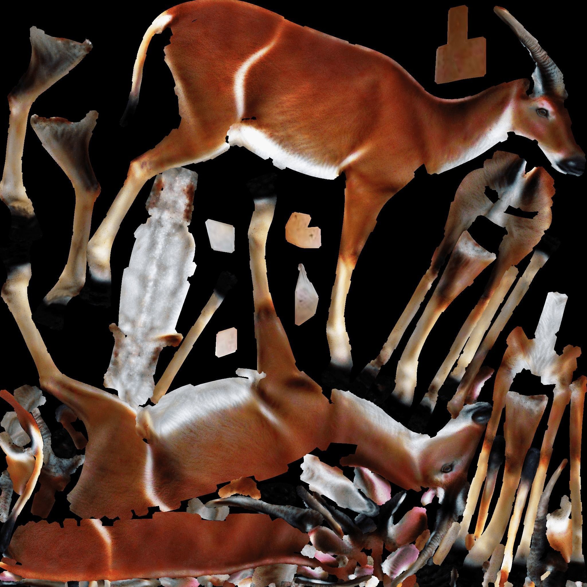 Antelope Free 3D model 8
