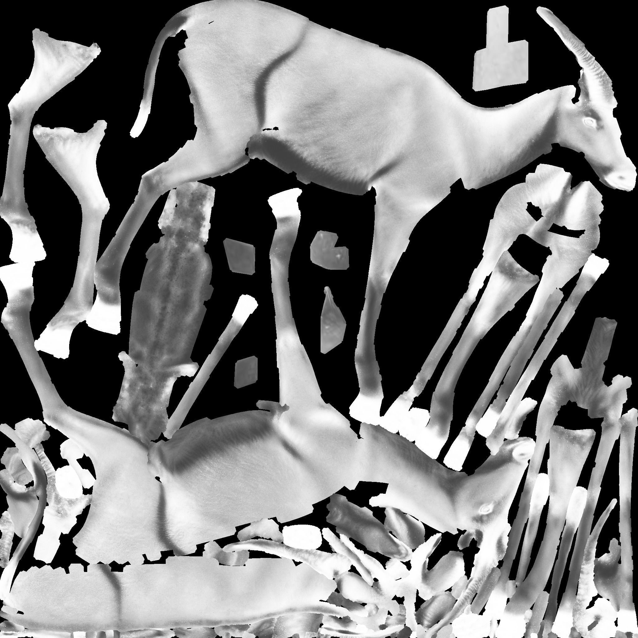 Antelope Free 3D model 10
