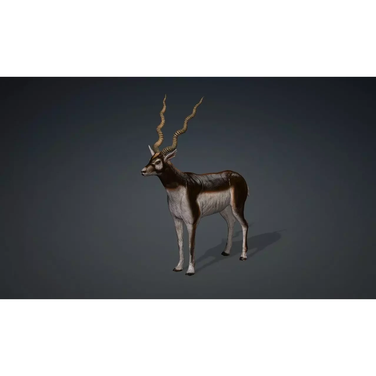 antilope 3d animal with motion Free 3D model