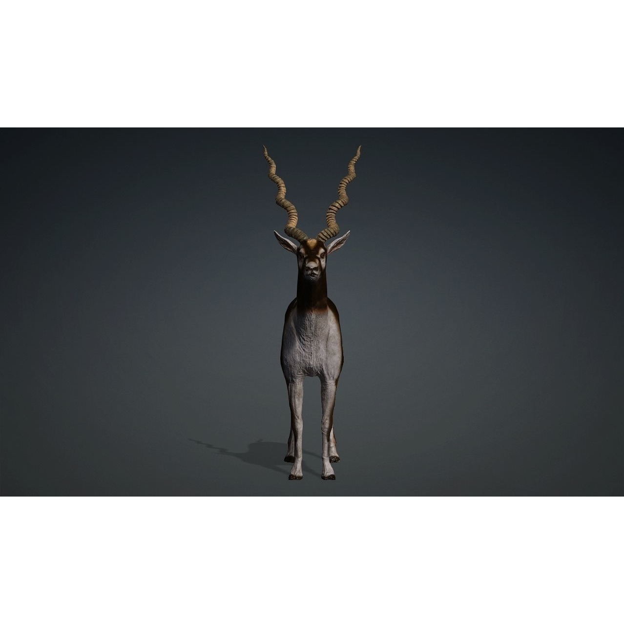 antilope 3d animal with motion Free 3D model 2