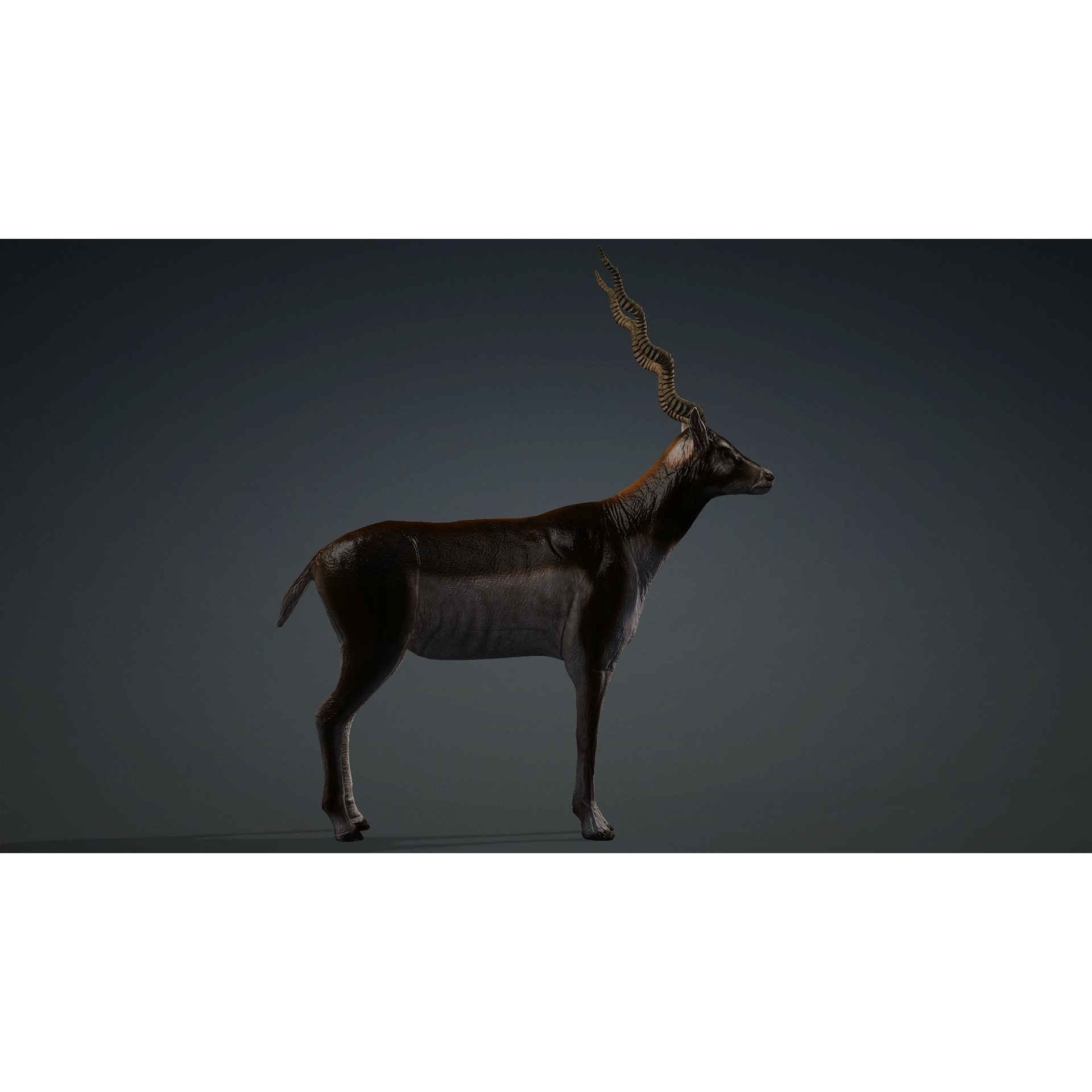 antilope 3d animal with motion Free 3D model 3
