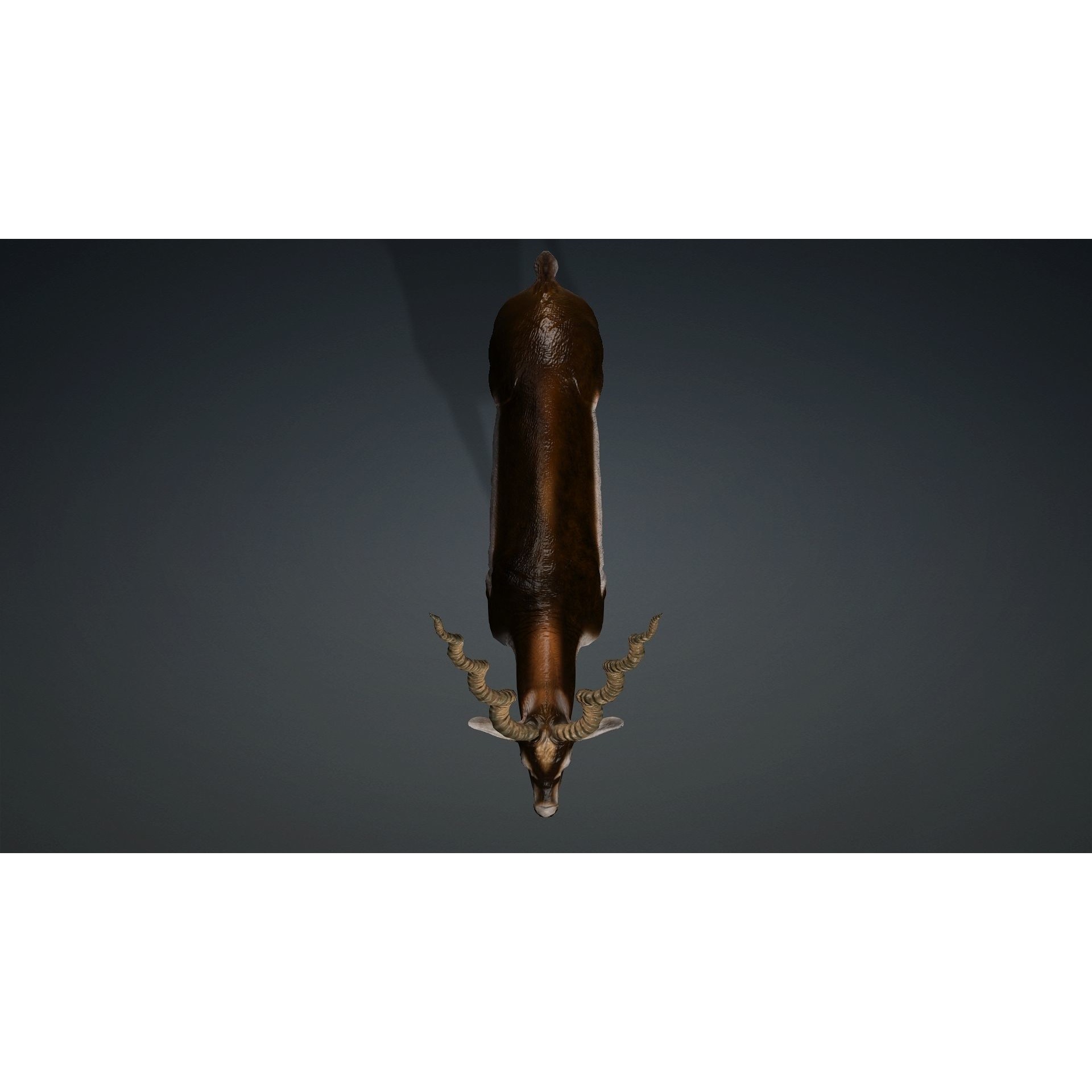 antilope 3d animal with motion Free 3D model 4