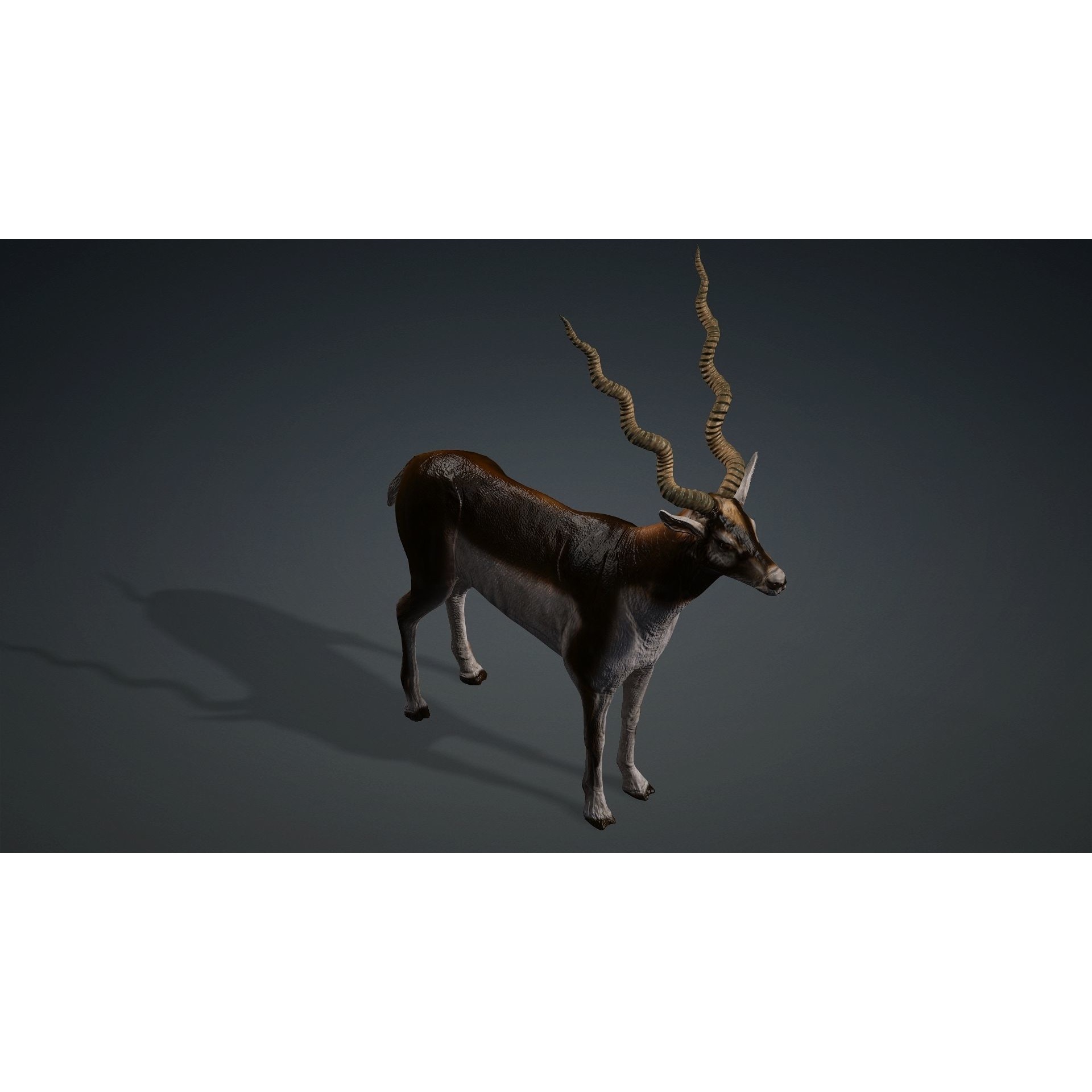 antilope 3d animal with motion Free 3D model 5