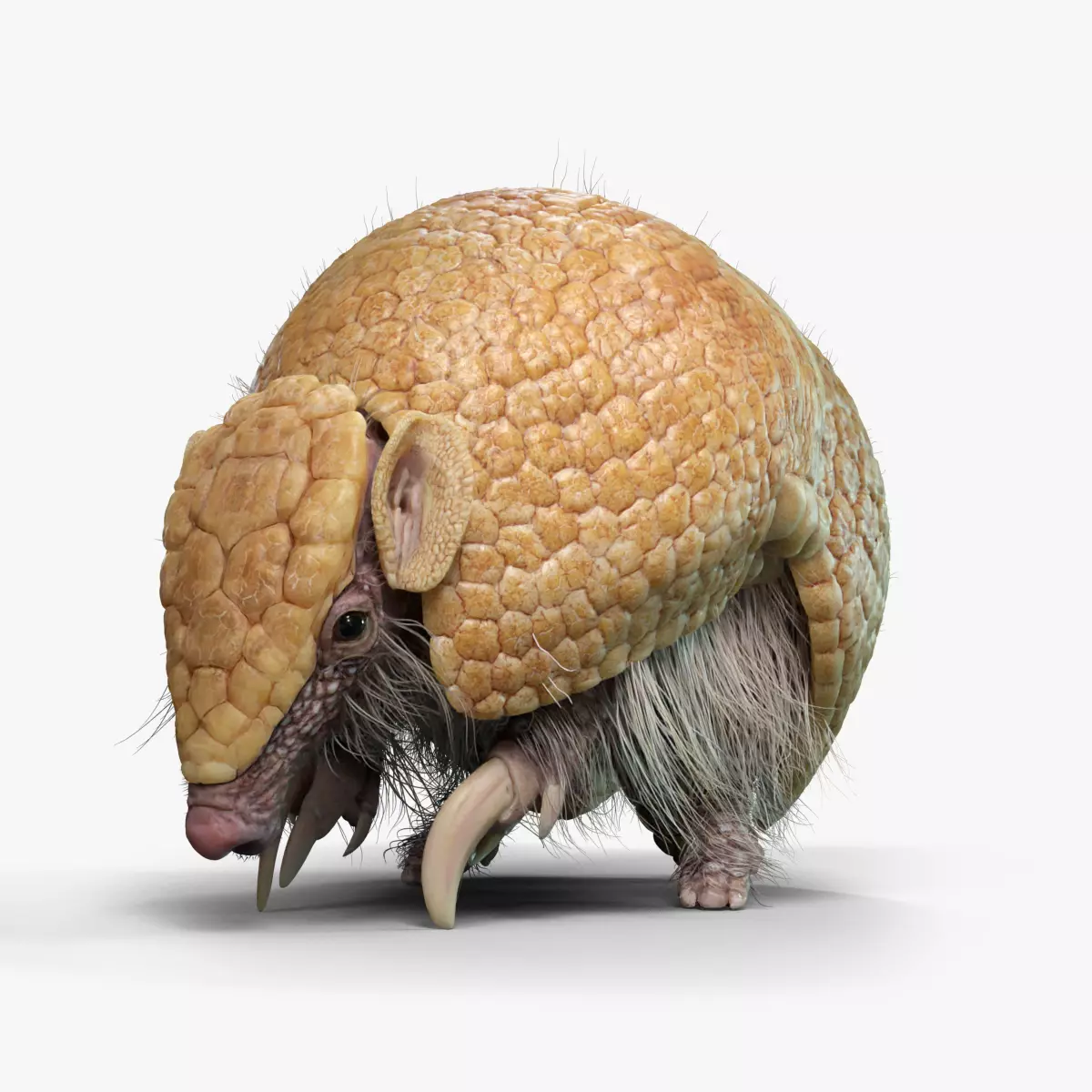 Armadillo Animated VFX Grace 3D model