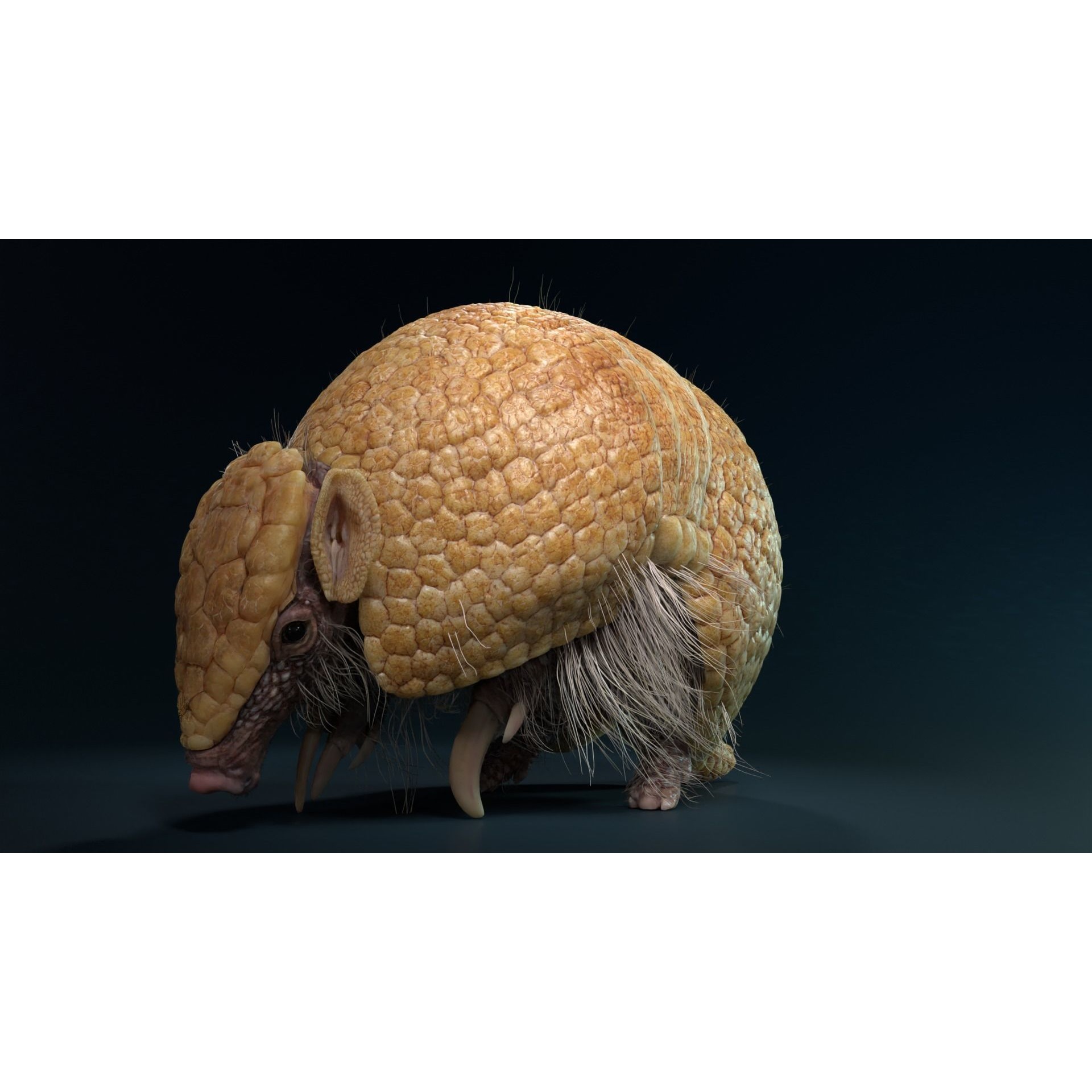 Armadillo Animated VFX Grace 3D model 2