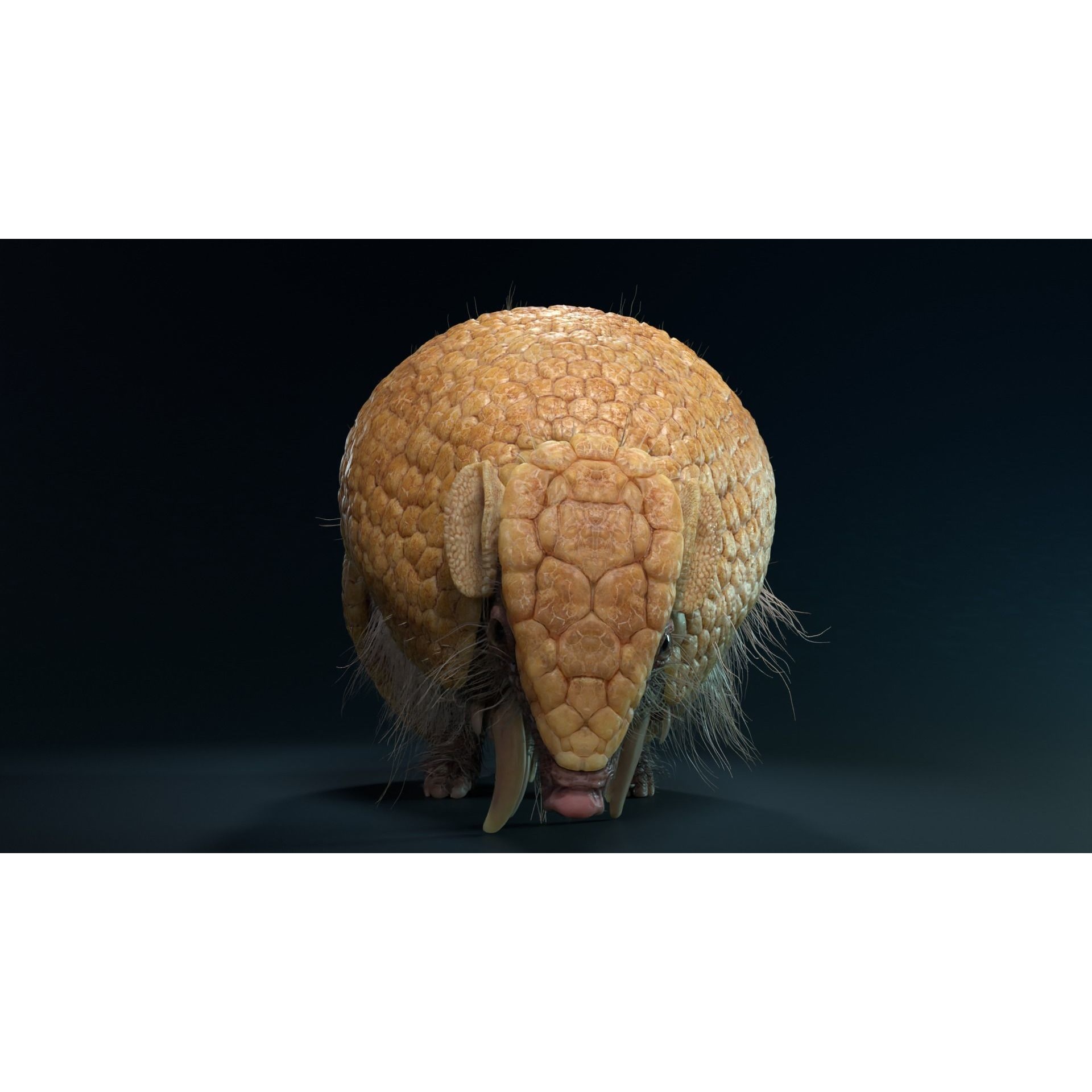 Armadillo Animated VFX Grace 3D model 3