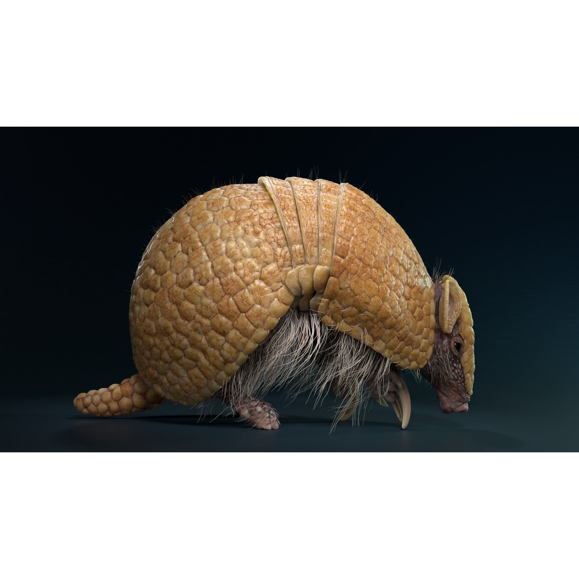 Armadillo Animated VFX Grace 3D model 4