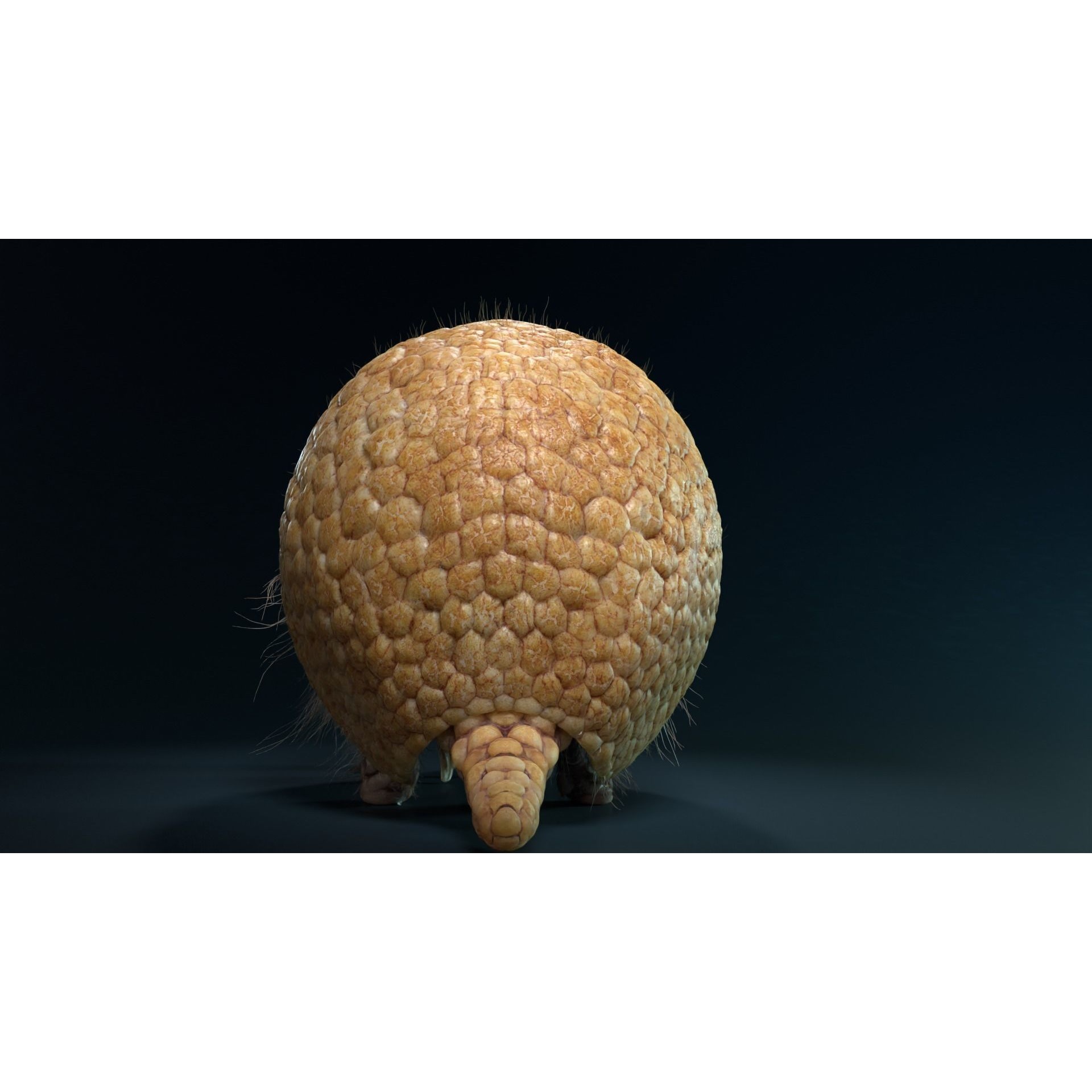 Armadillo Animated VFX Grace 3D model 5
