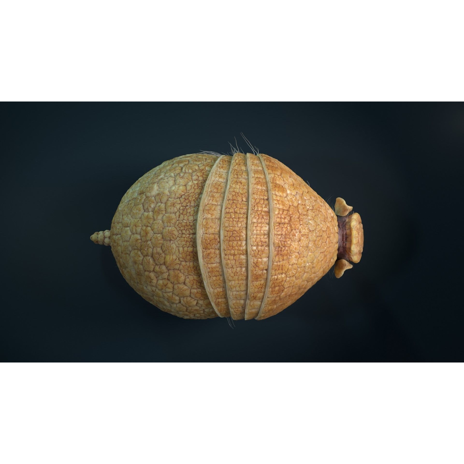 Armadillo Animated VFX Grace 3D model 6