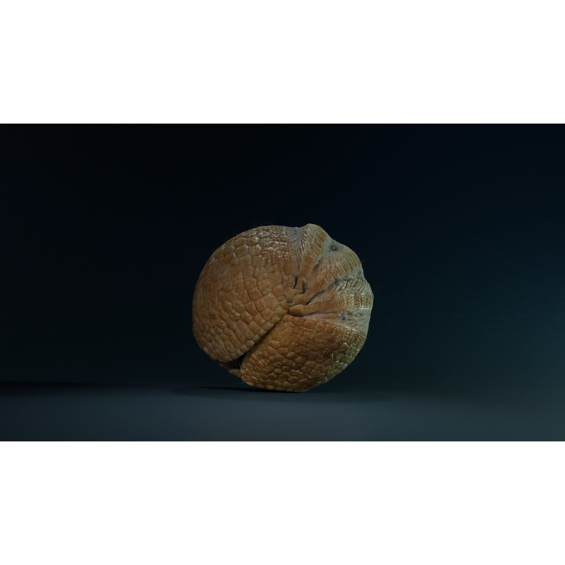 Armadillo Animated VFX Grace 3D model 7