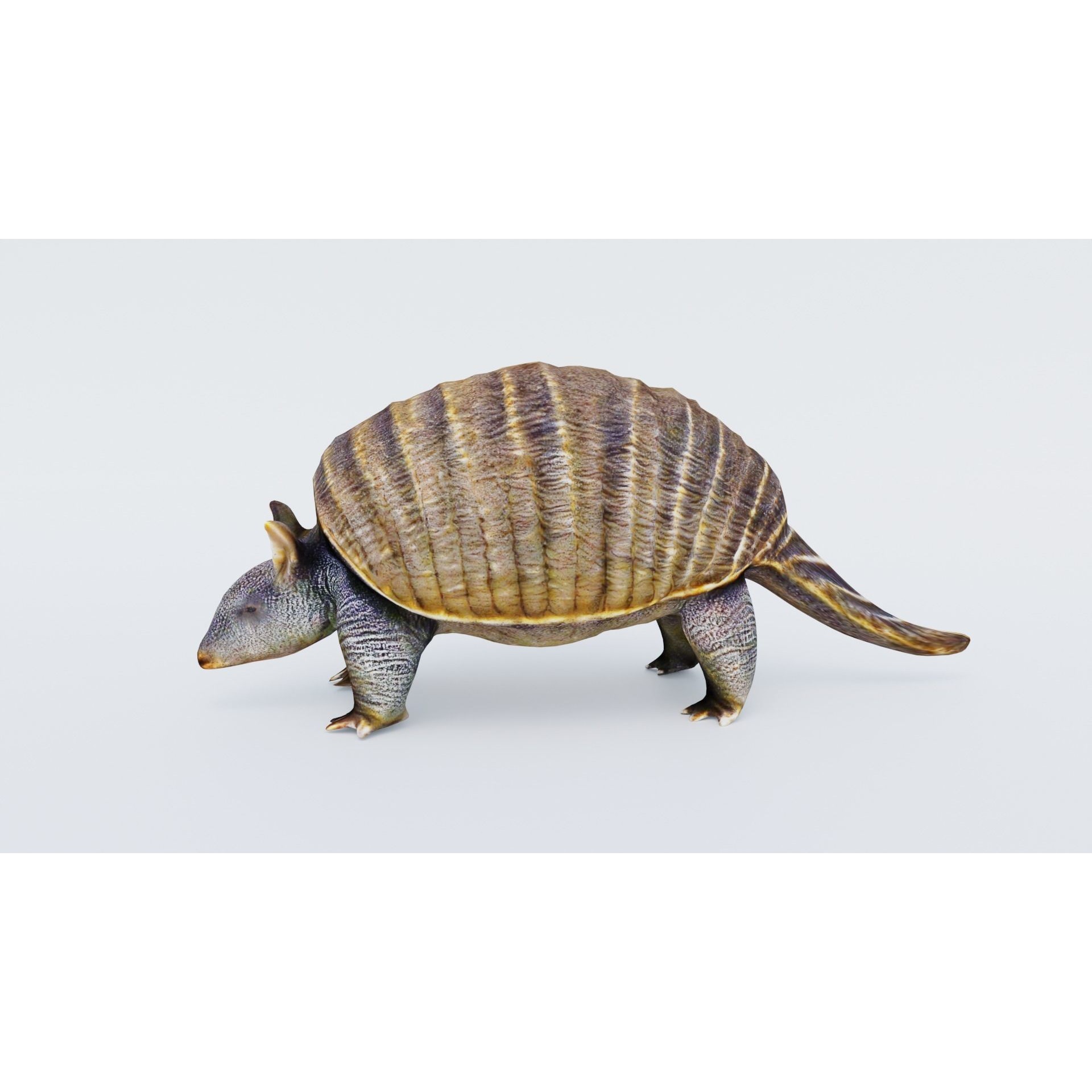 Armadillo Free 3D model 2