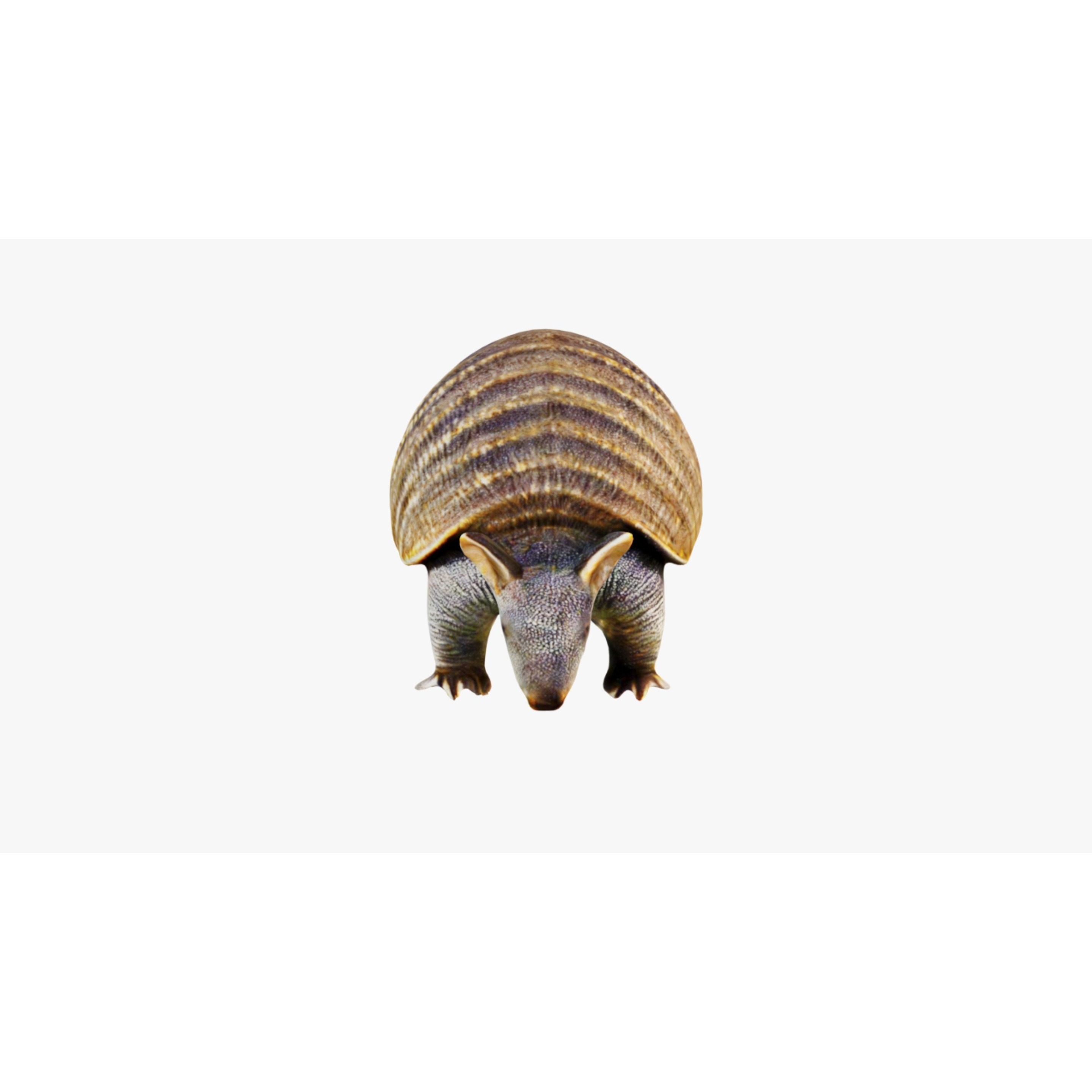 Armadillo Free 3D model 3