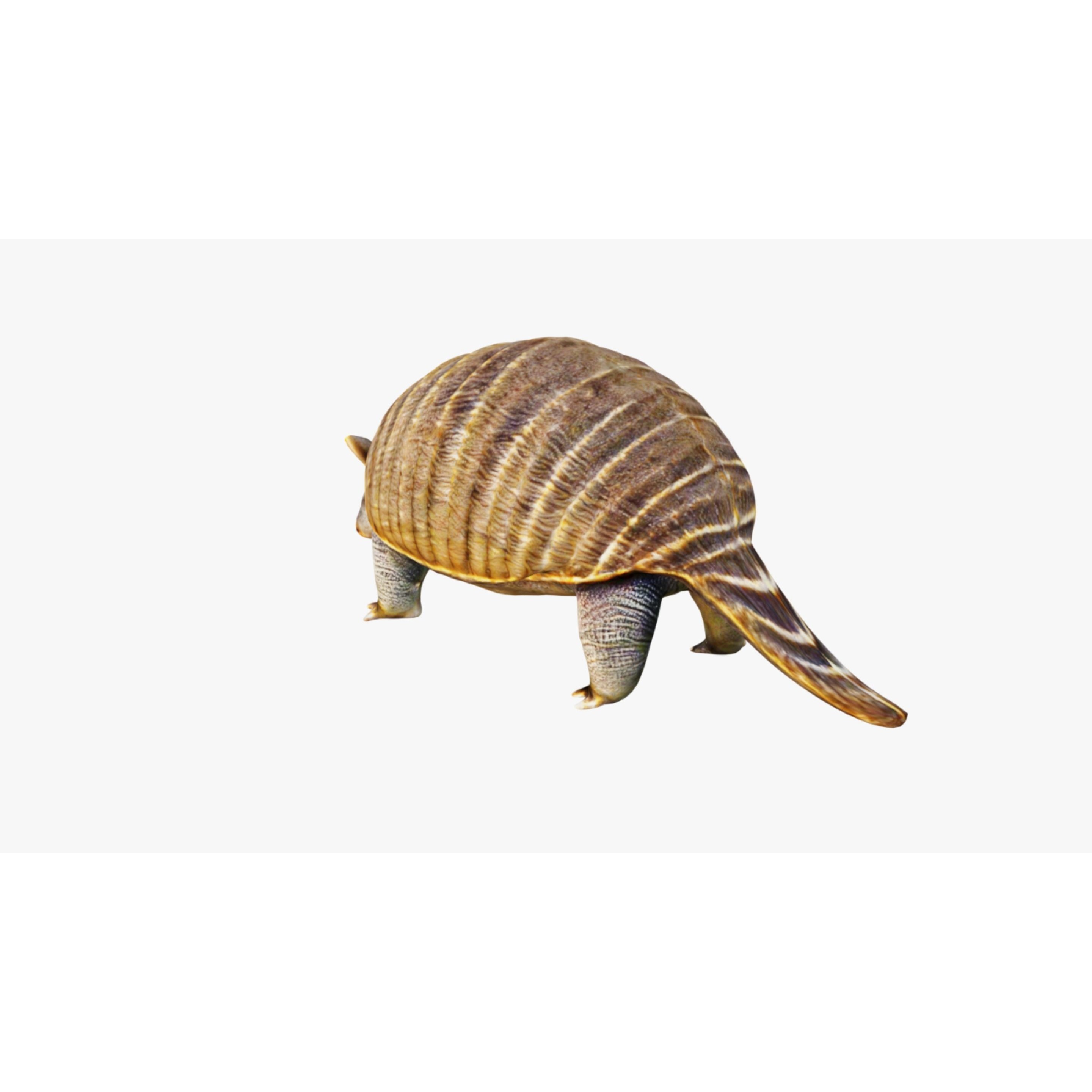 Armadillo Free 3D model 4